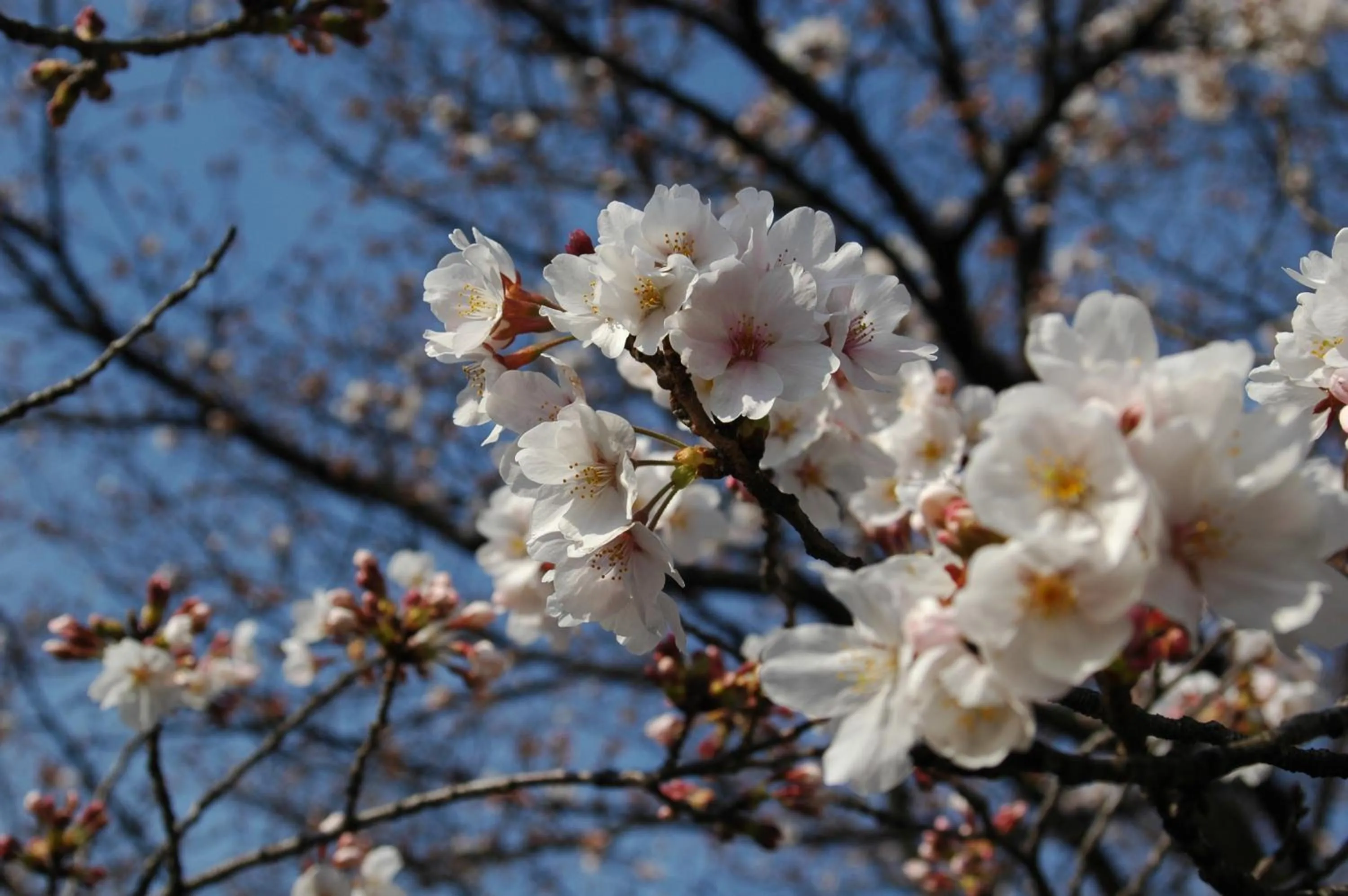 Spring in Hotel Hatta