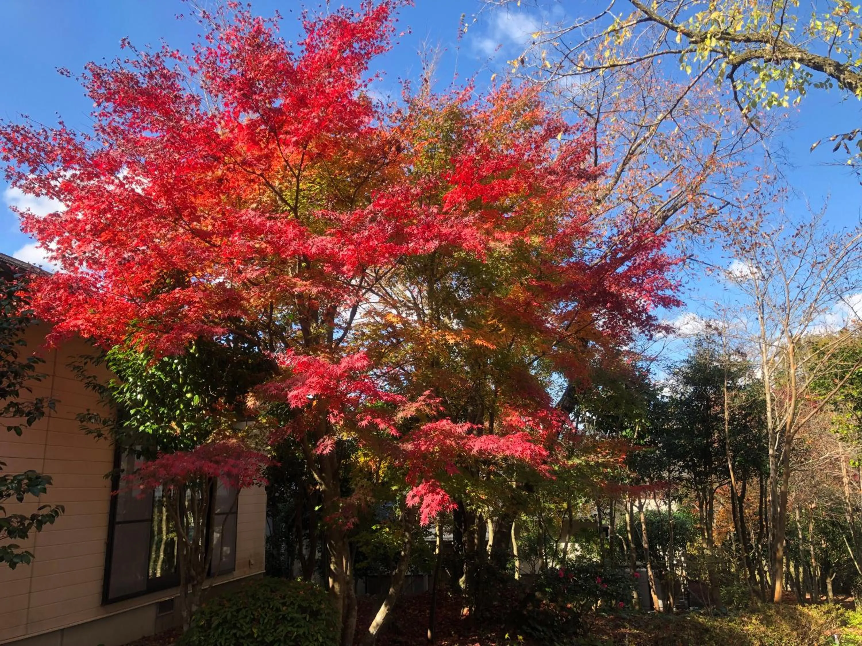 Garden in Yufuin Hoshinosato