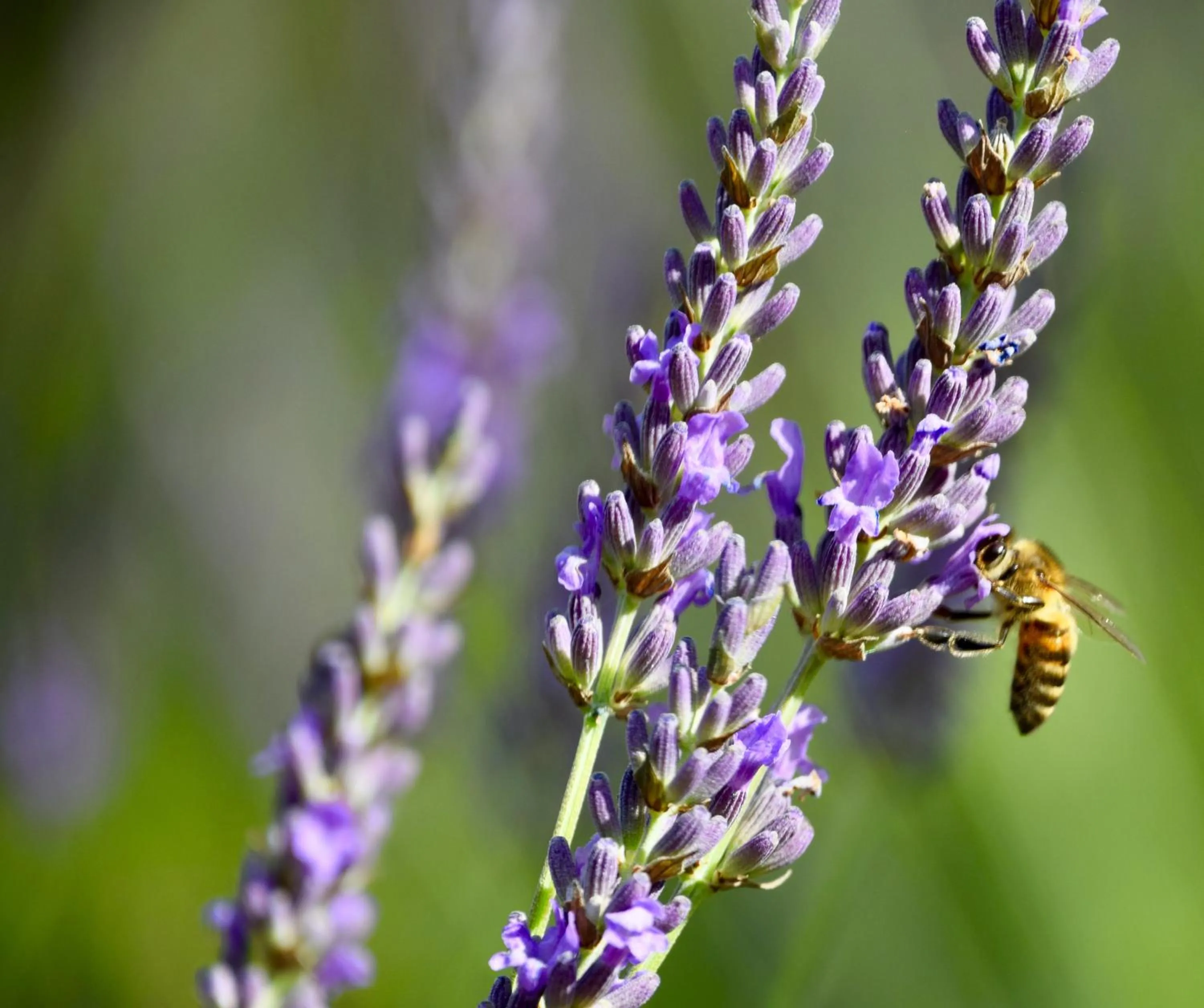 Natural landscape in Le Jardin des Amandiers
