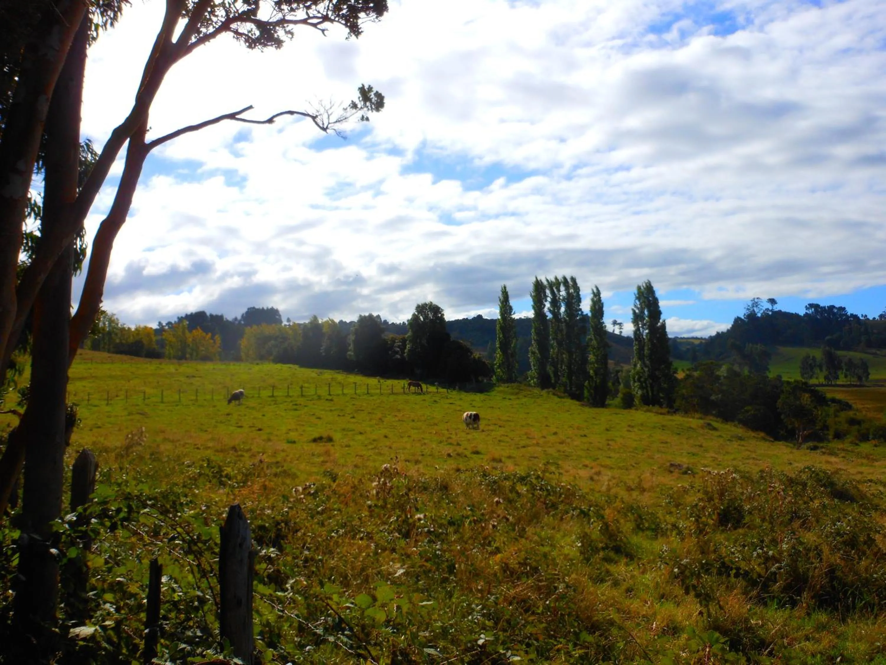 Garden in Hotel Parque Quilquico