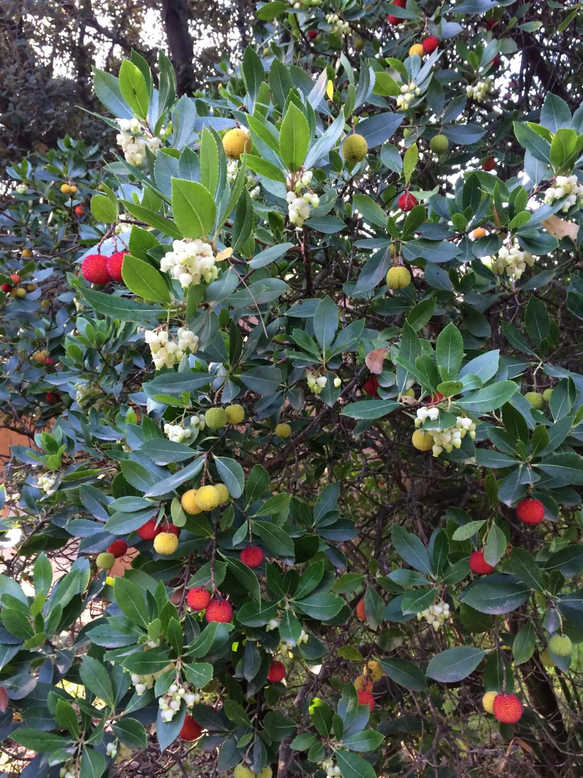 Property building in Les Arbousiers Village Hôtel Provençal