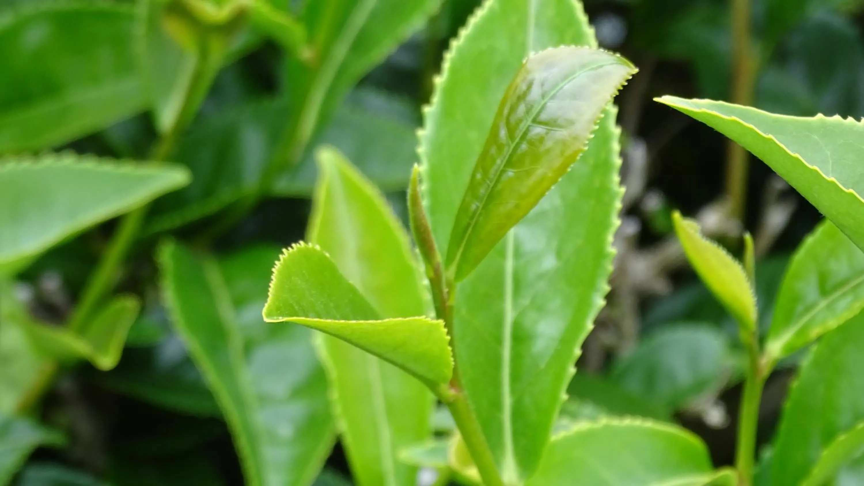 Restaurant/places to eat in Argent Motor Lodge