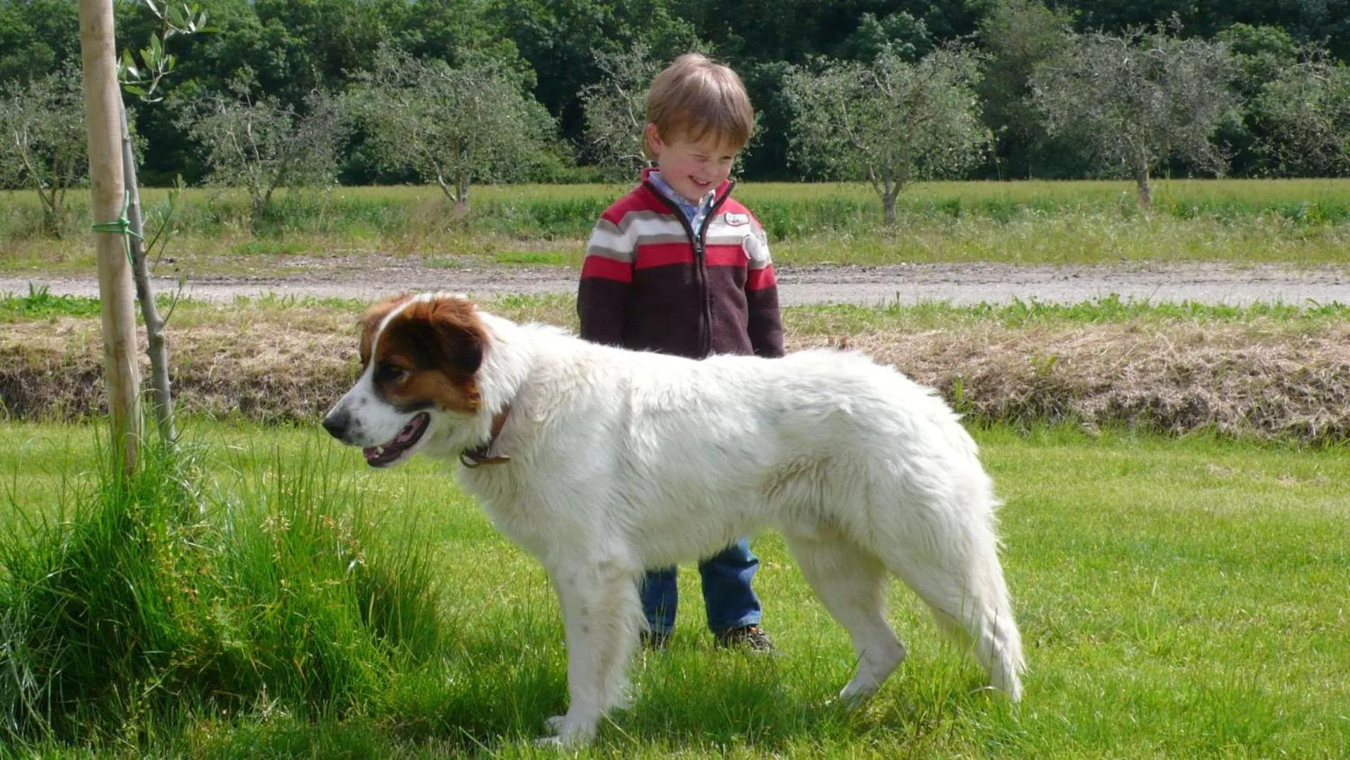 Pets in La Fattoria di Tirrenia