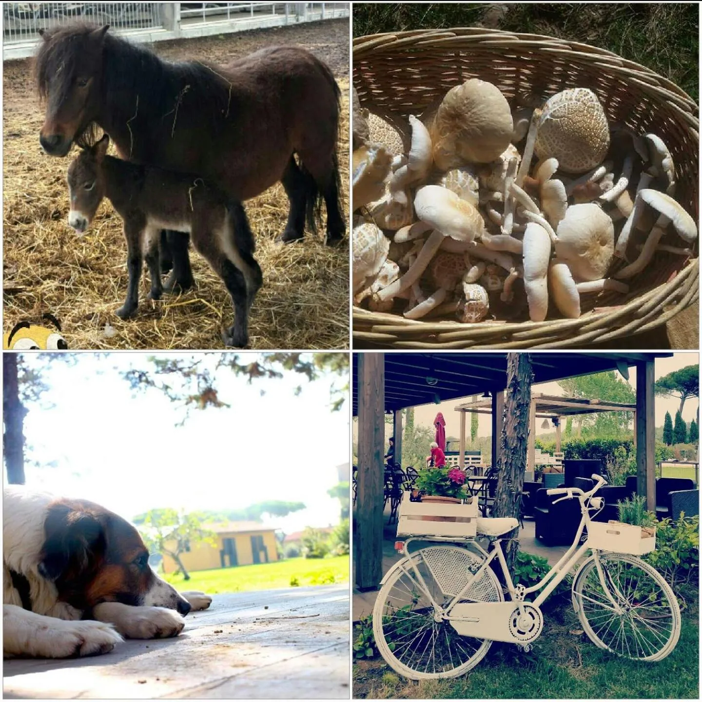 Pets in La Fattoria di Tirrenia