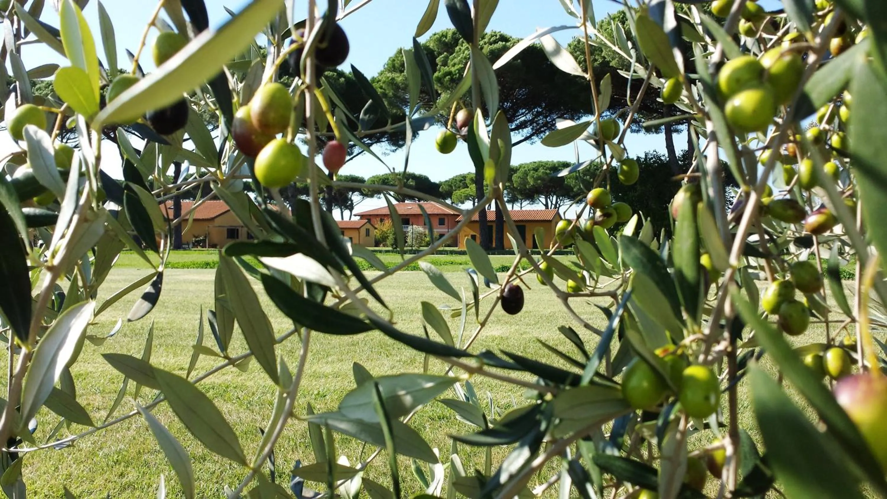 Other in La Fattoria di Tirrenia