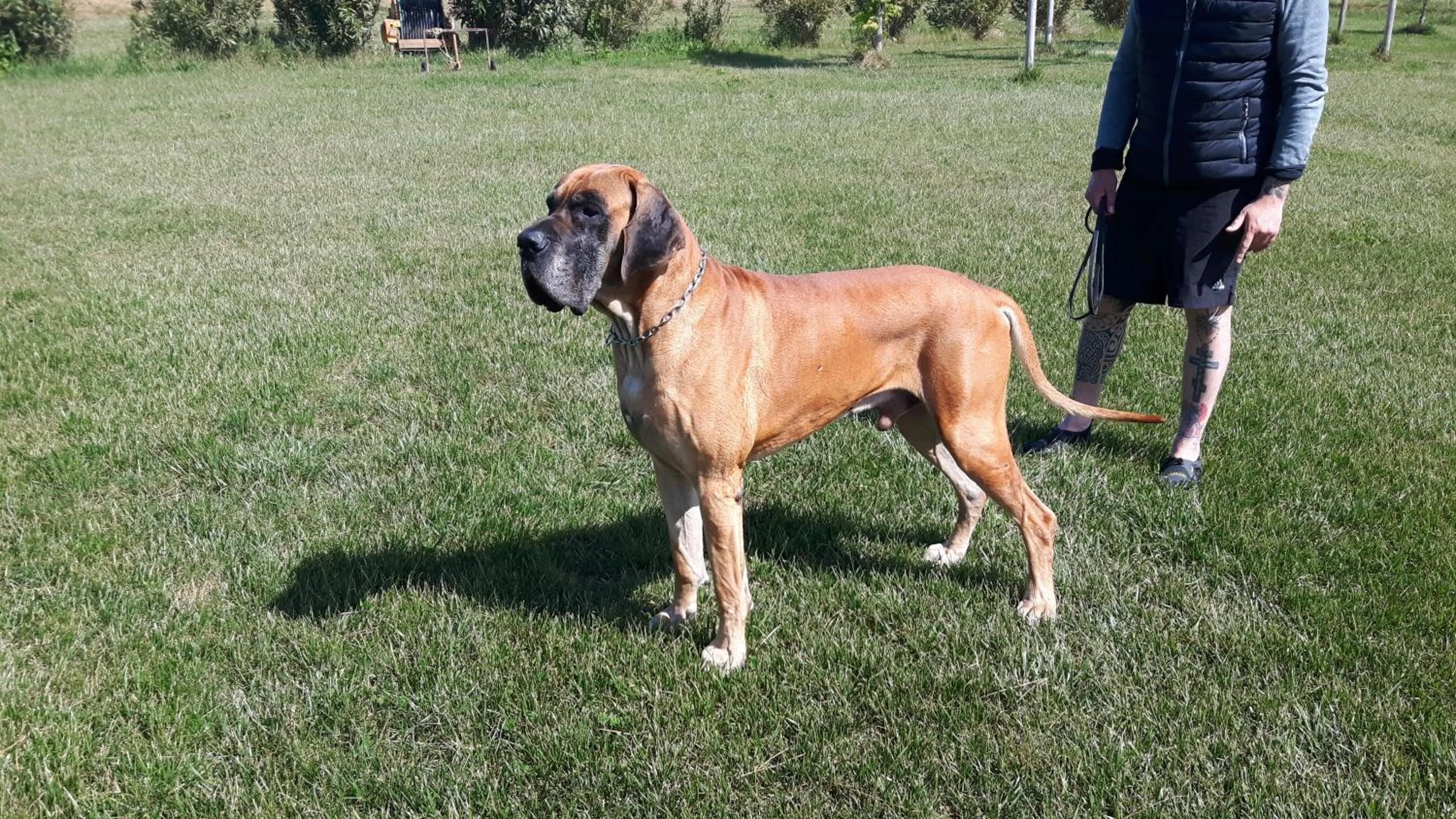 Pets in La Fattoria di Tirrenia
