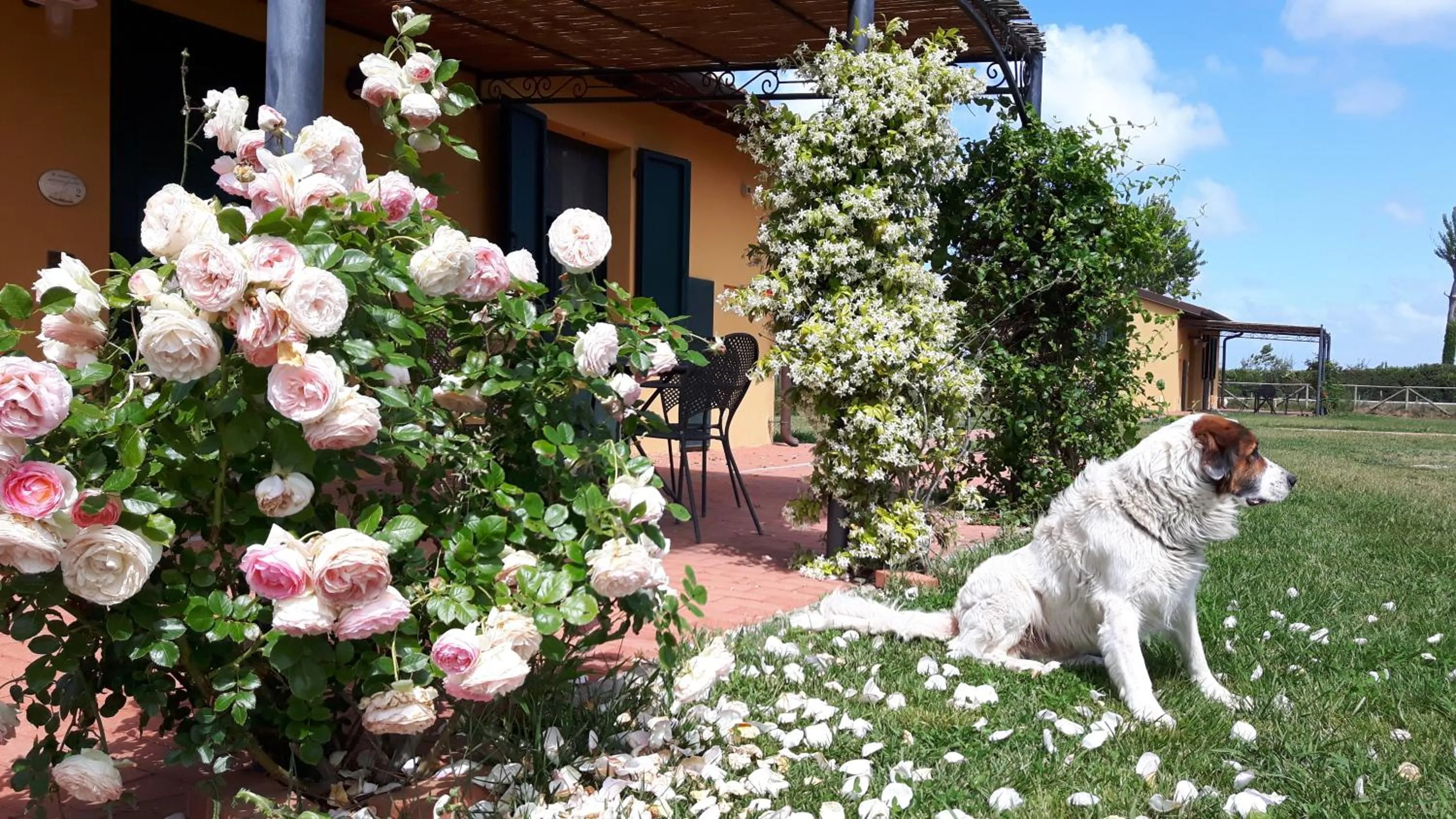 Patio in La Fattoria di Tirrenia