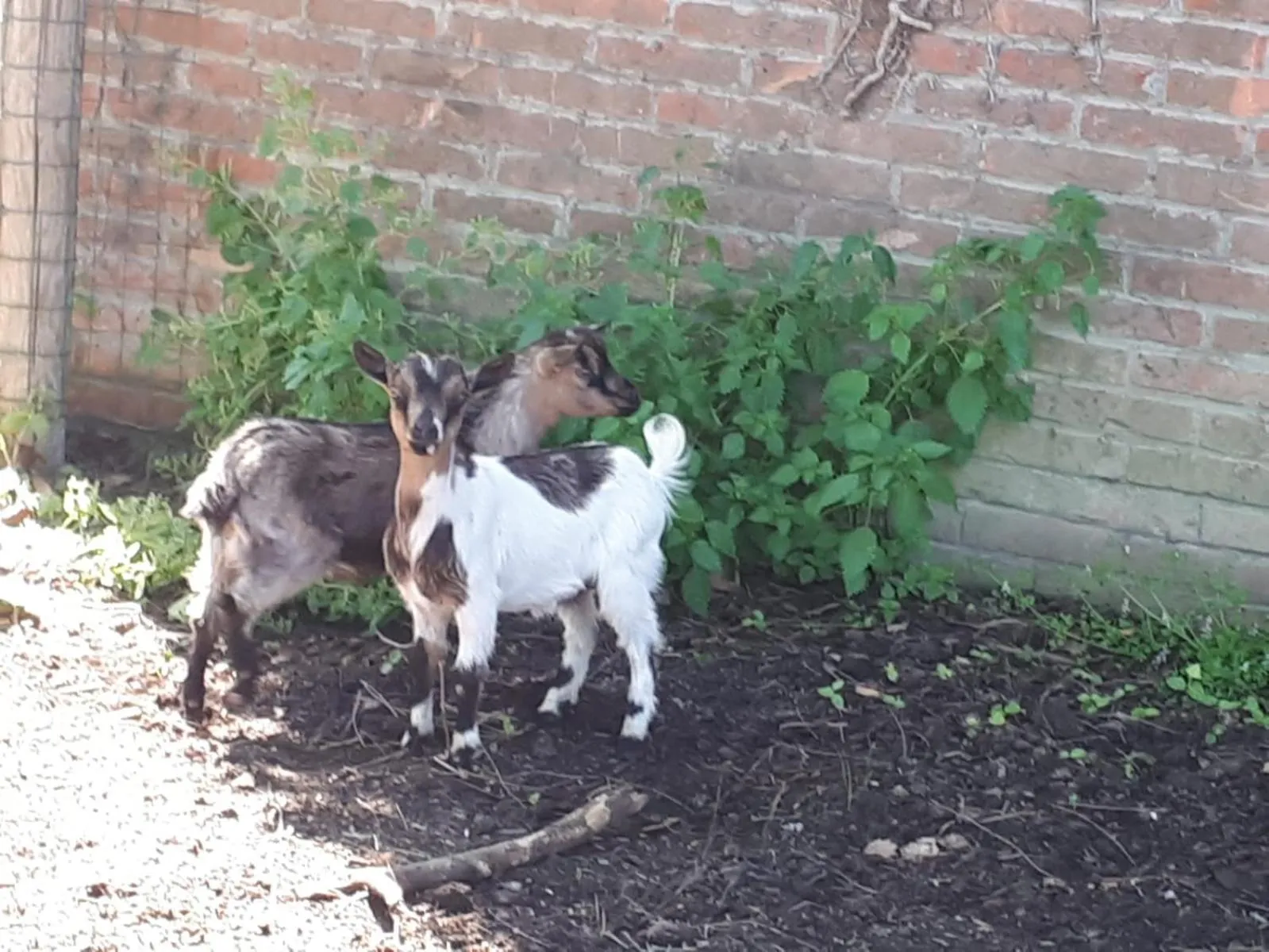Animals in La Fattoria di Tirrenia