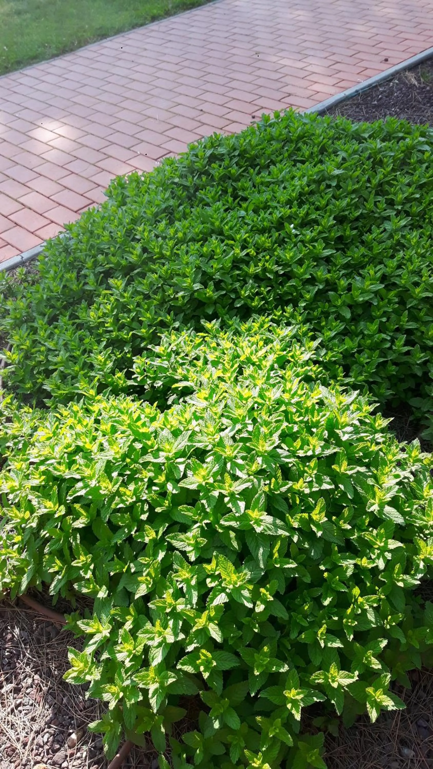 Garden in La Fattoria di Tirrenia