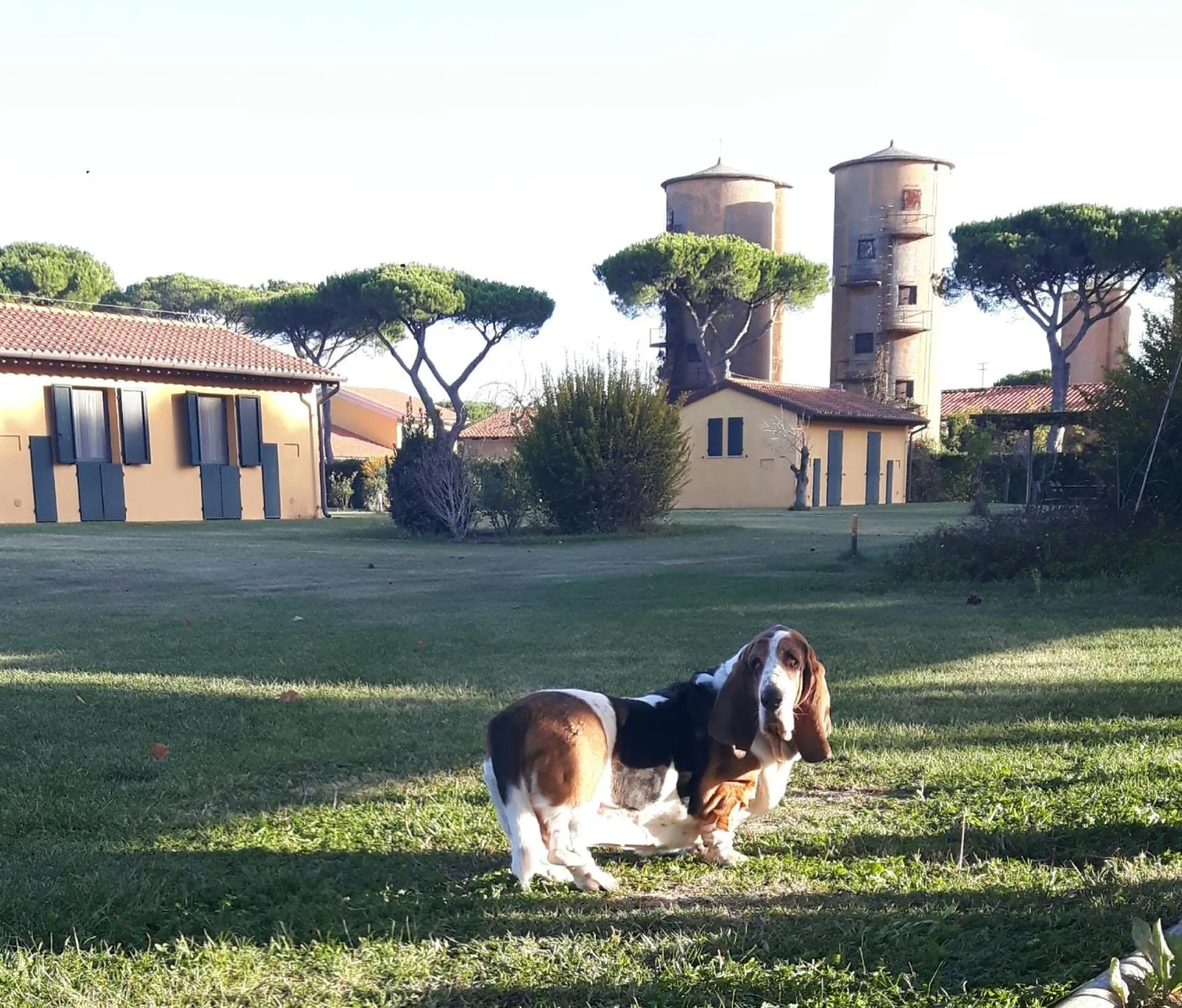 Garden in La Fattoria di Tirrenia