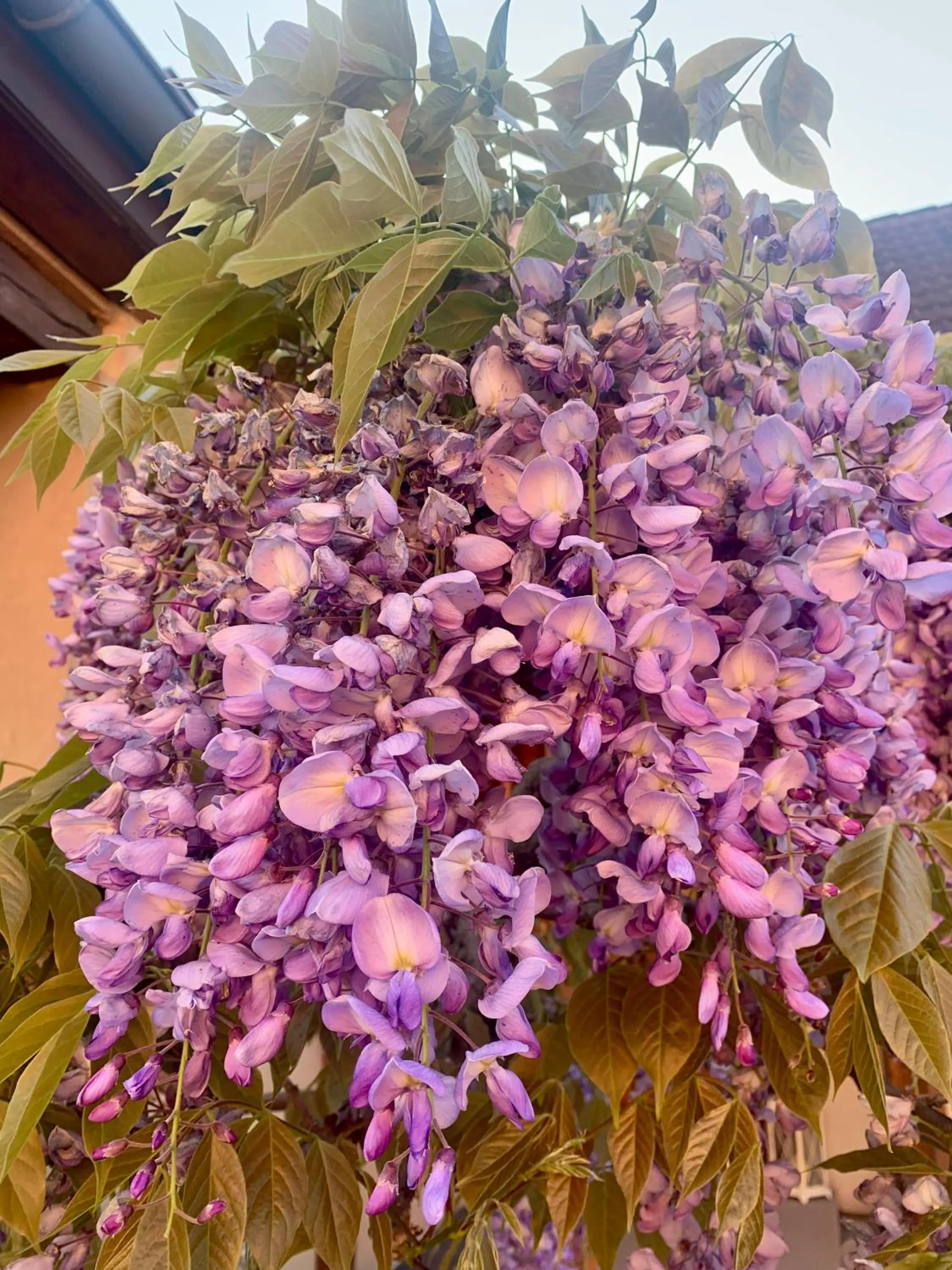 Garden in B&B bio new