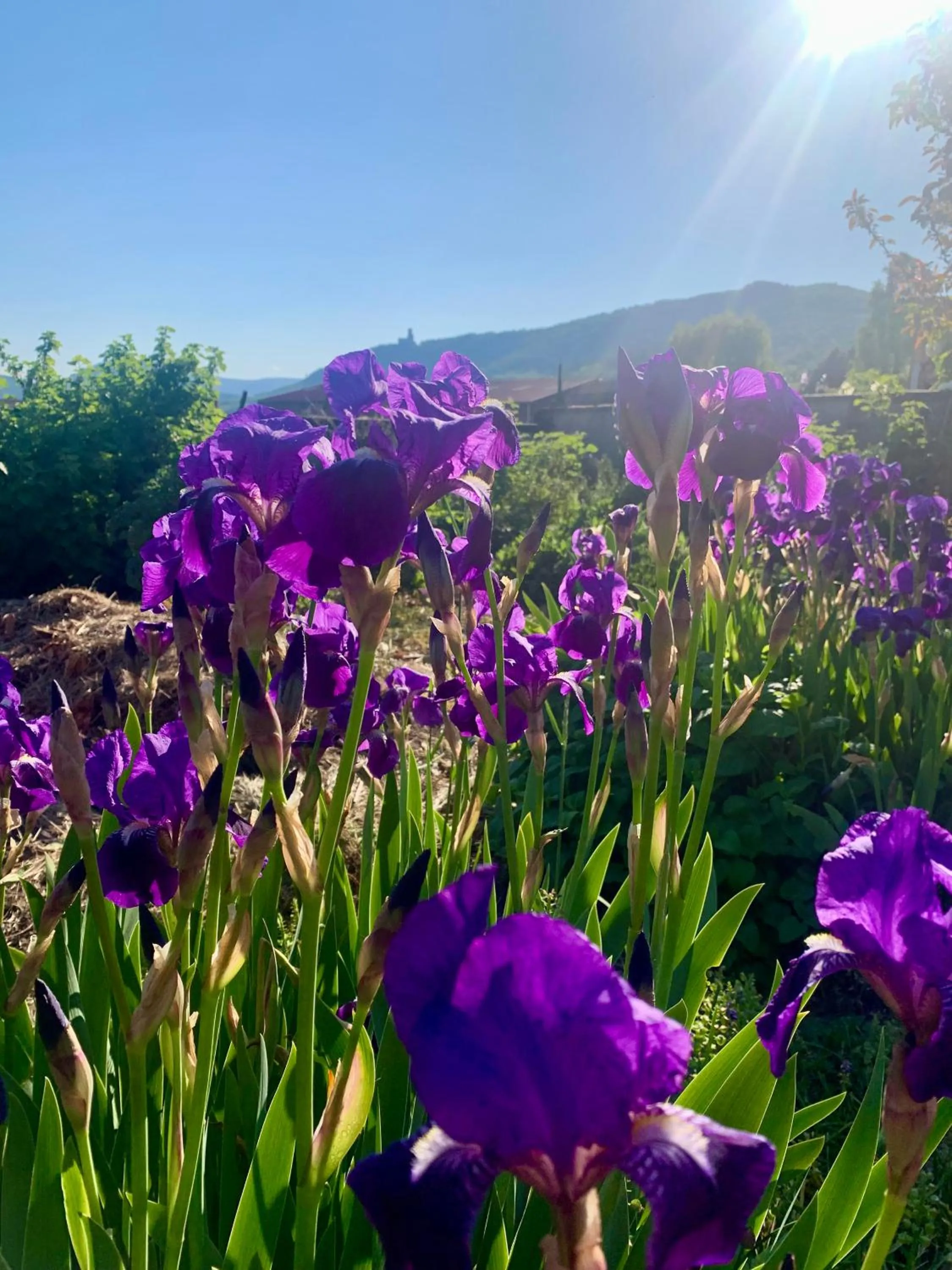 Garden in B&B bio new