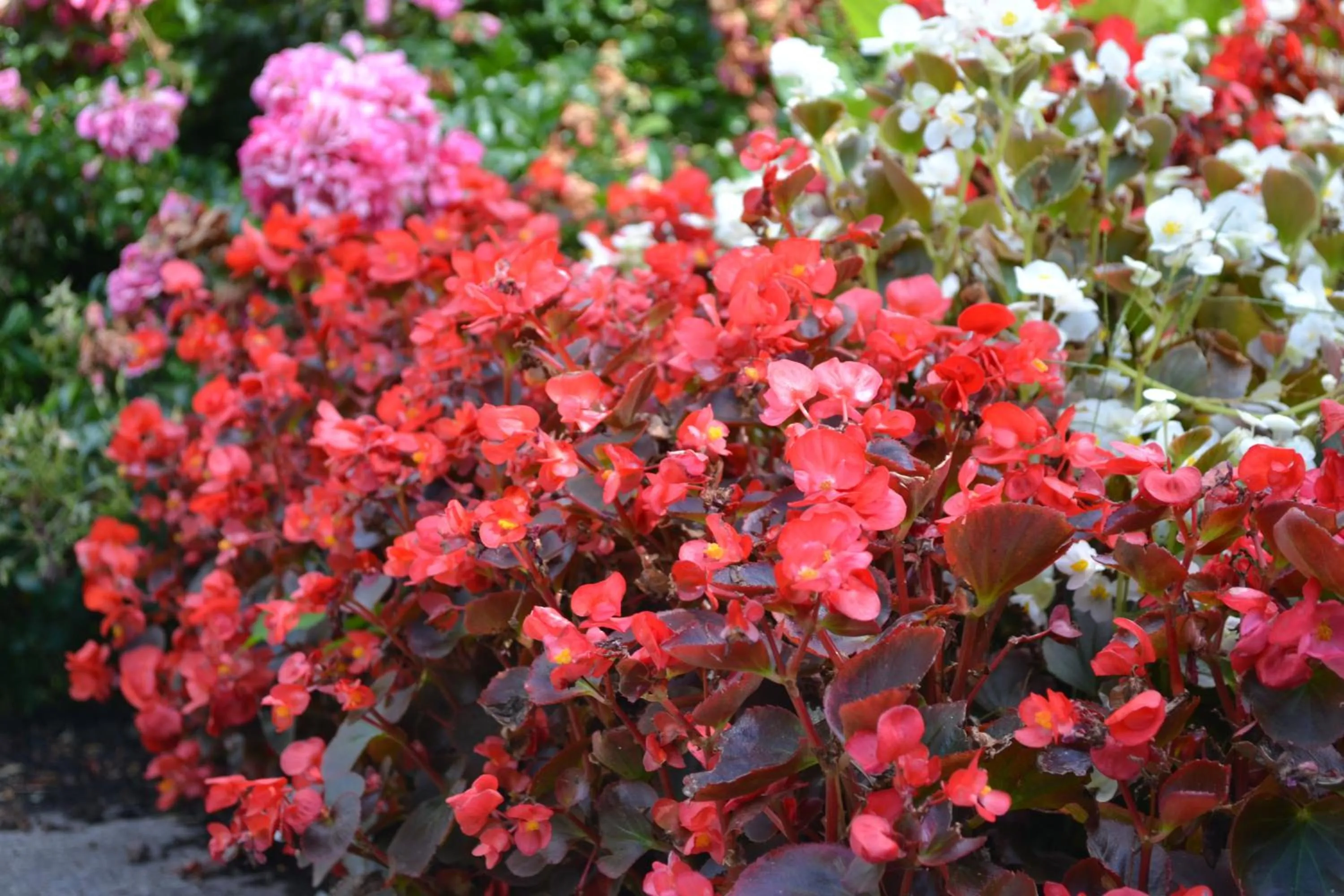 Facade/entrance in Hotel Principe