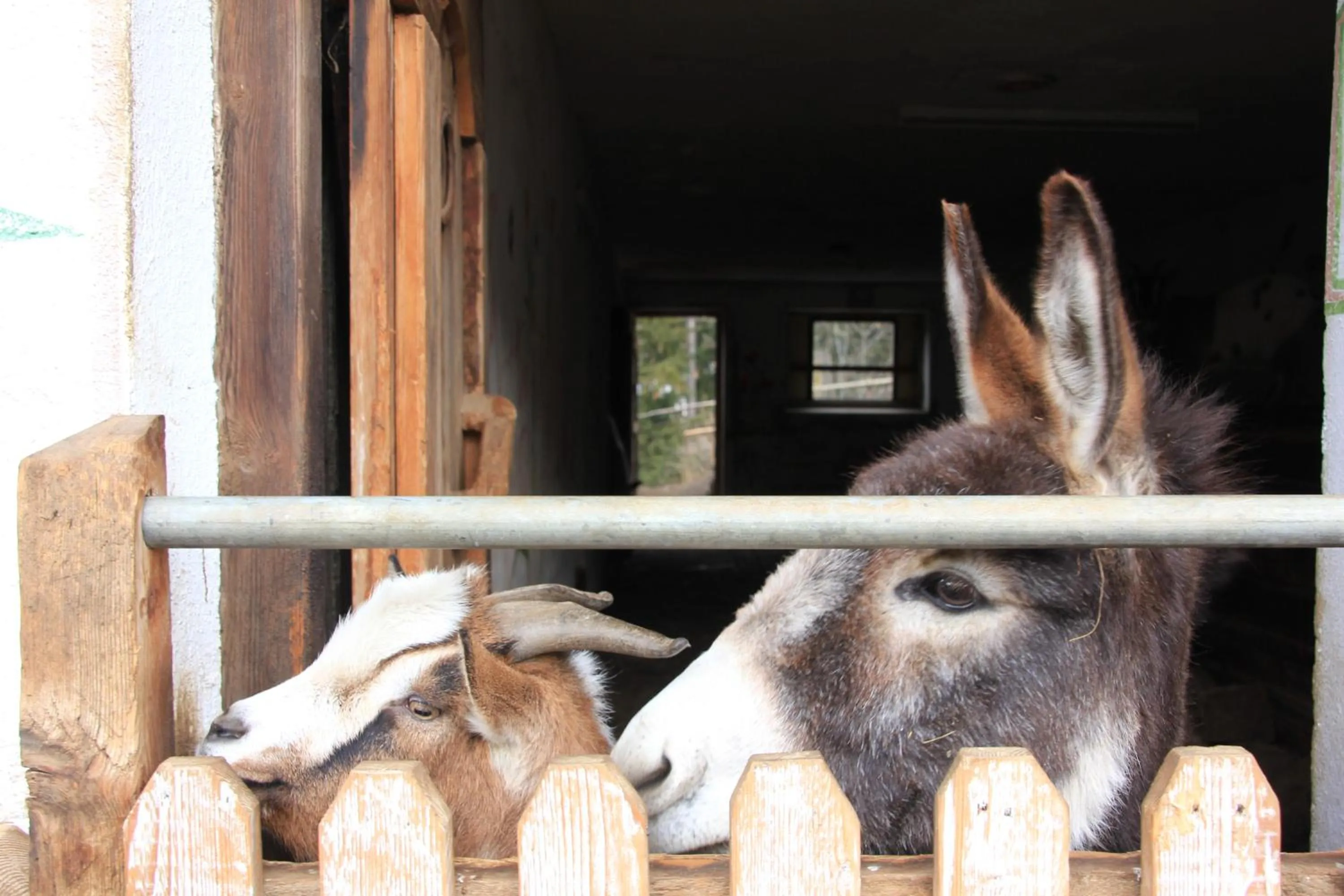Decorative detail in Residence Prapoz