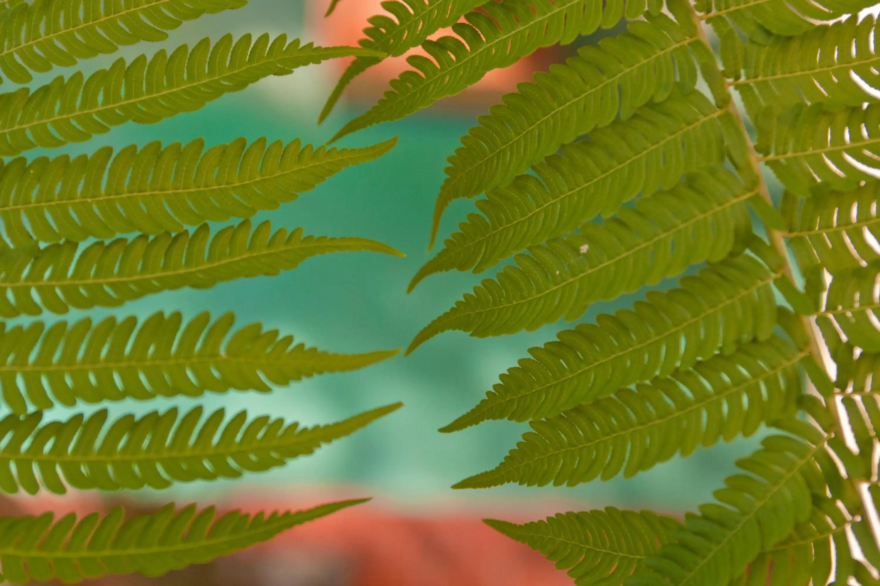 Decorative detail in Villa San Michele (Official)