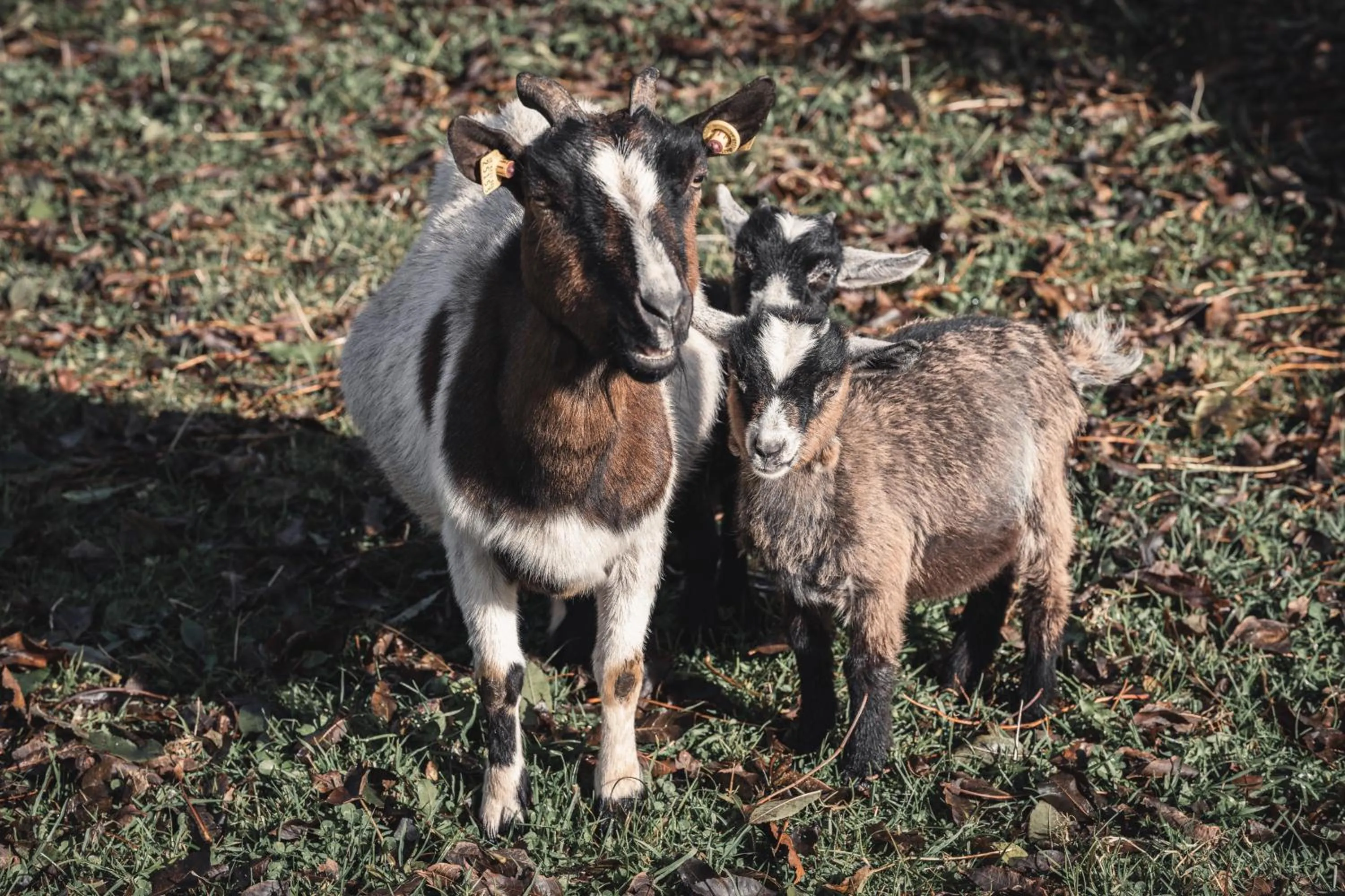 Animals in Maraias - Luxury Suites & Apartments