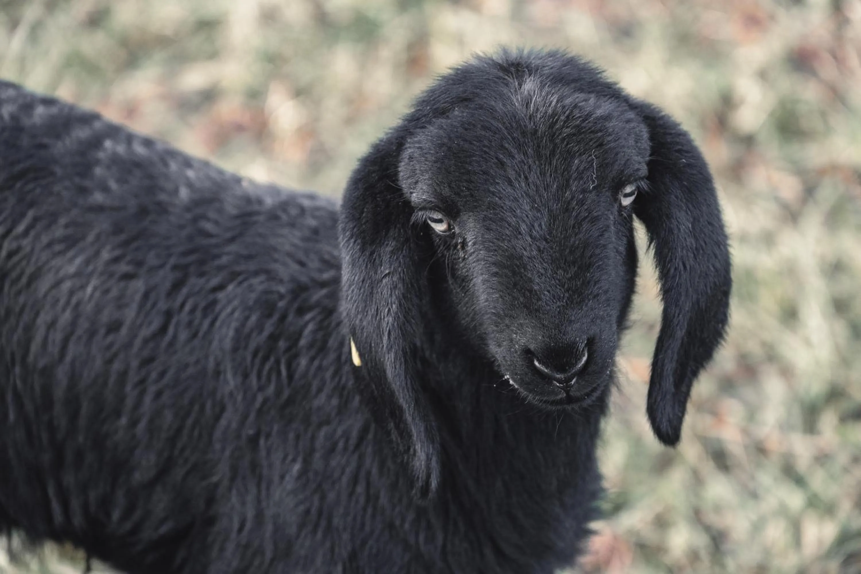 Animals in Maraias - Luxury Suites & Apartments