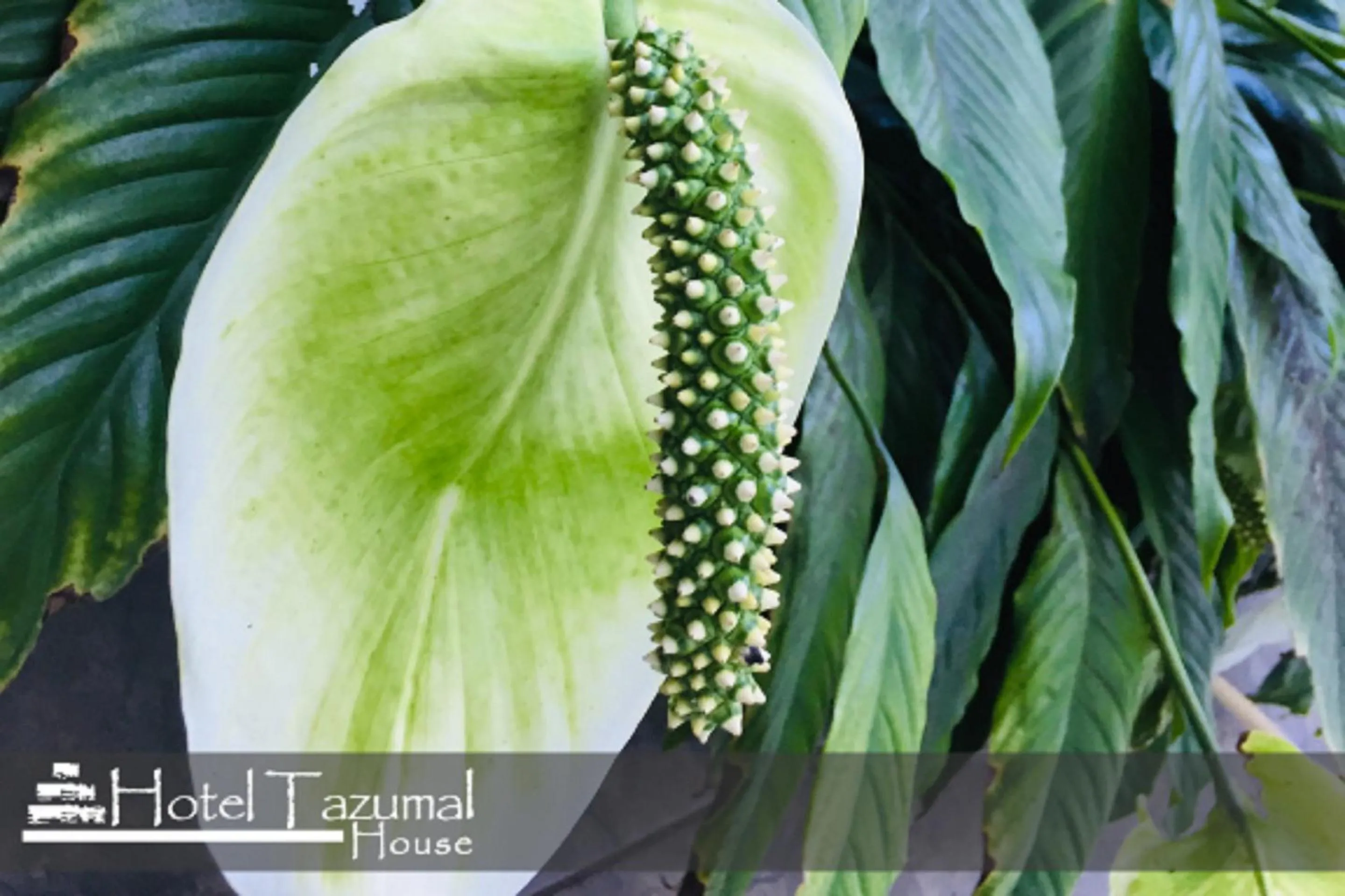 Garden in Hotel Tazumal House