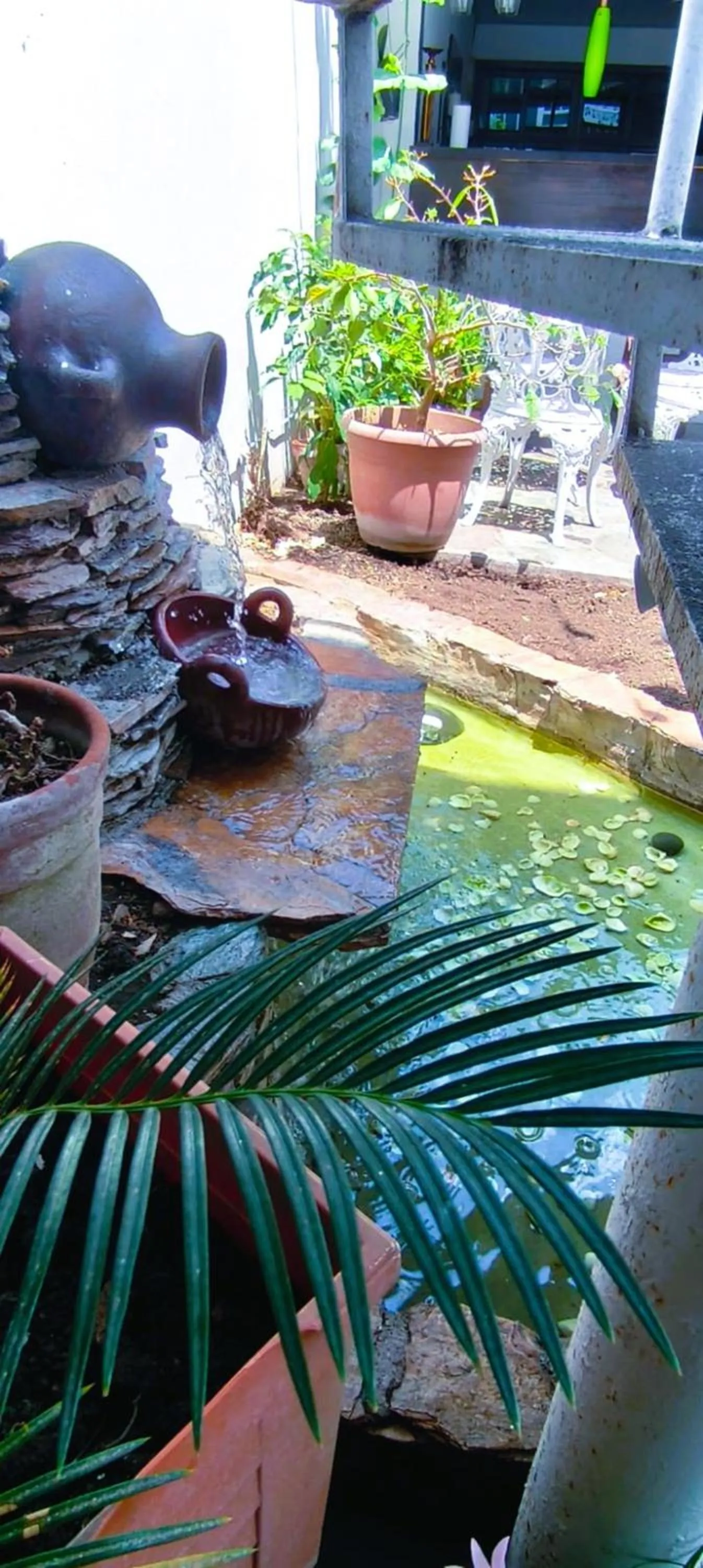 Garden in Hotel Tazumal House