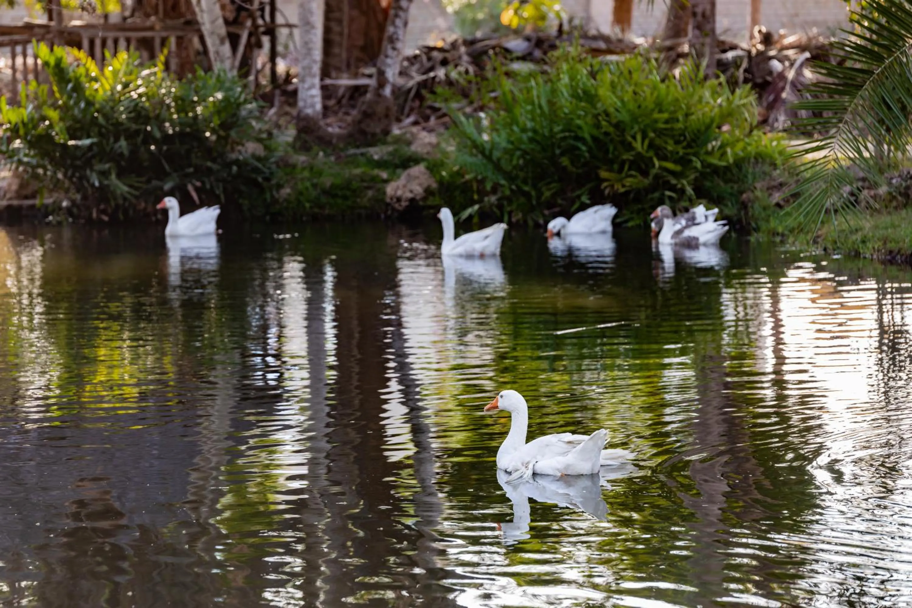 Day in PrideInn Flamingo Beach Resort & Spa Mombasa