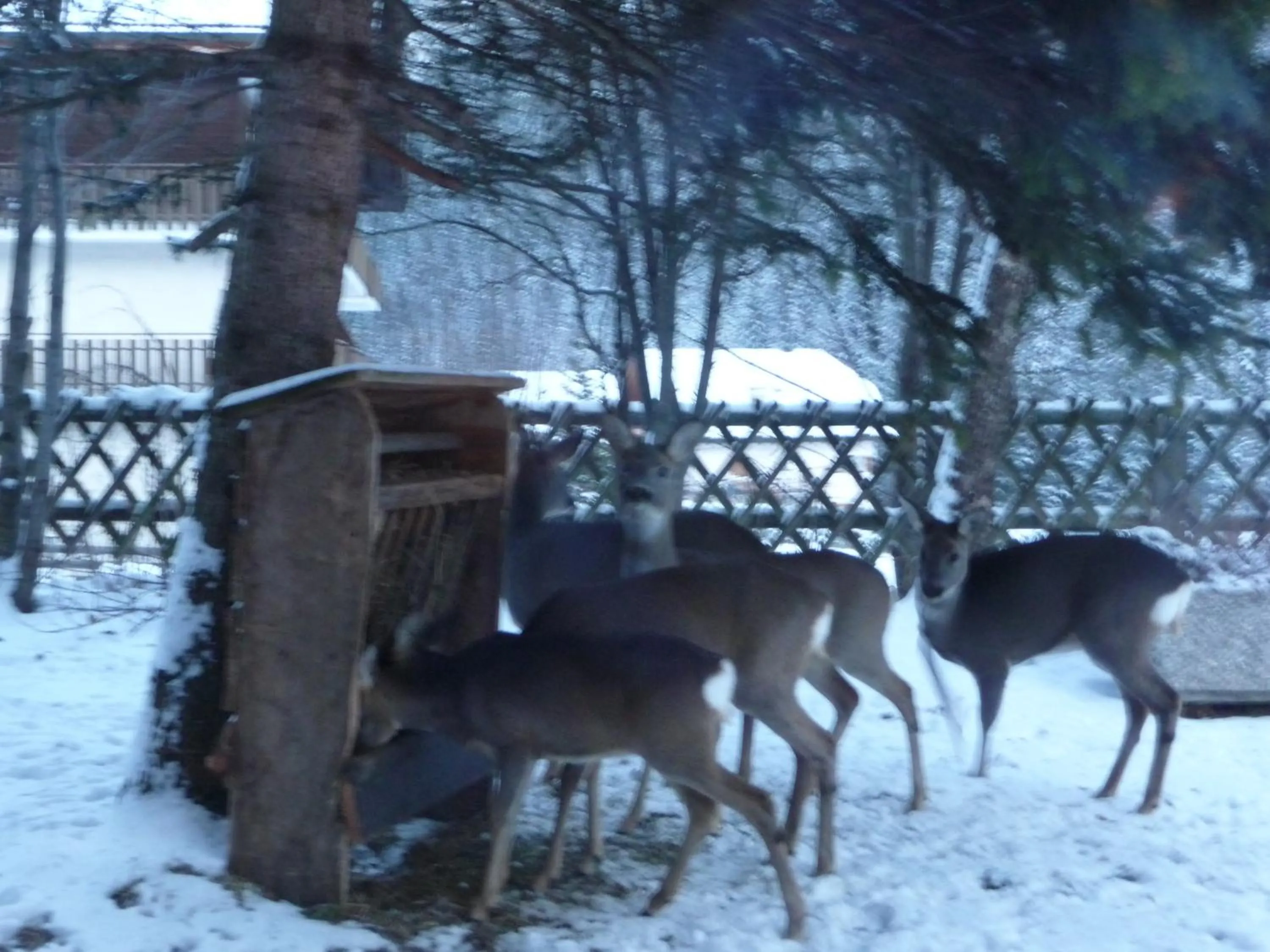 Winter in Ciasa Roch