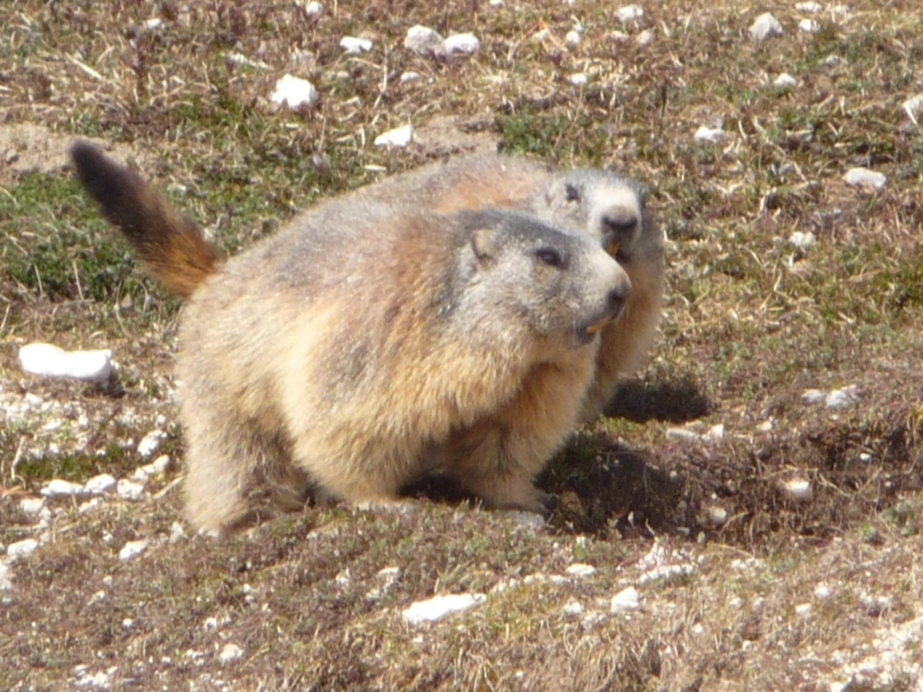 Animals in Ciasa Roch