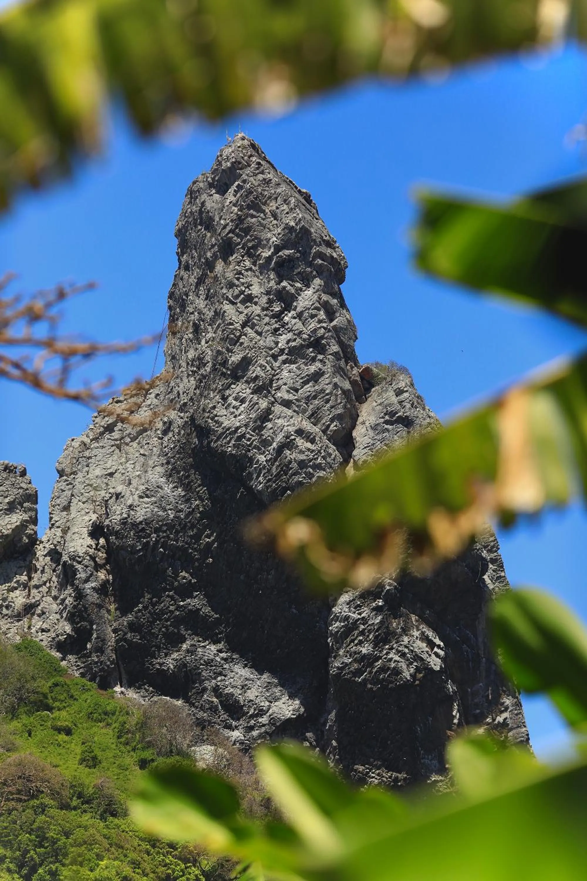 Garden in Dolphin Hotel
