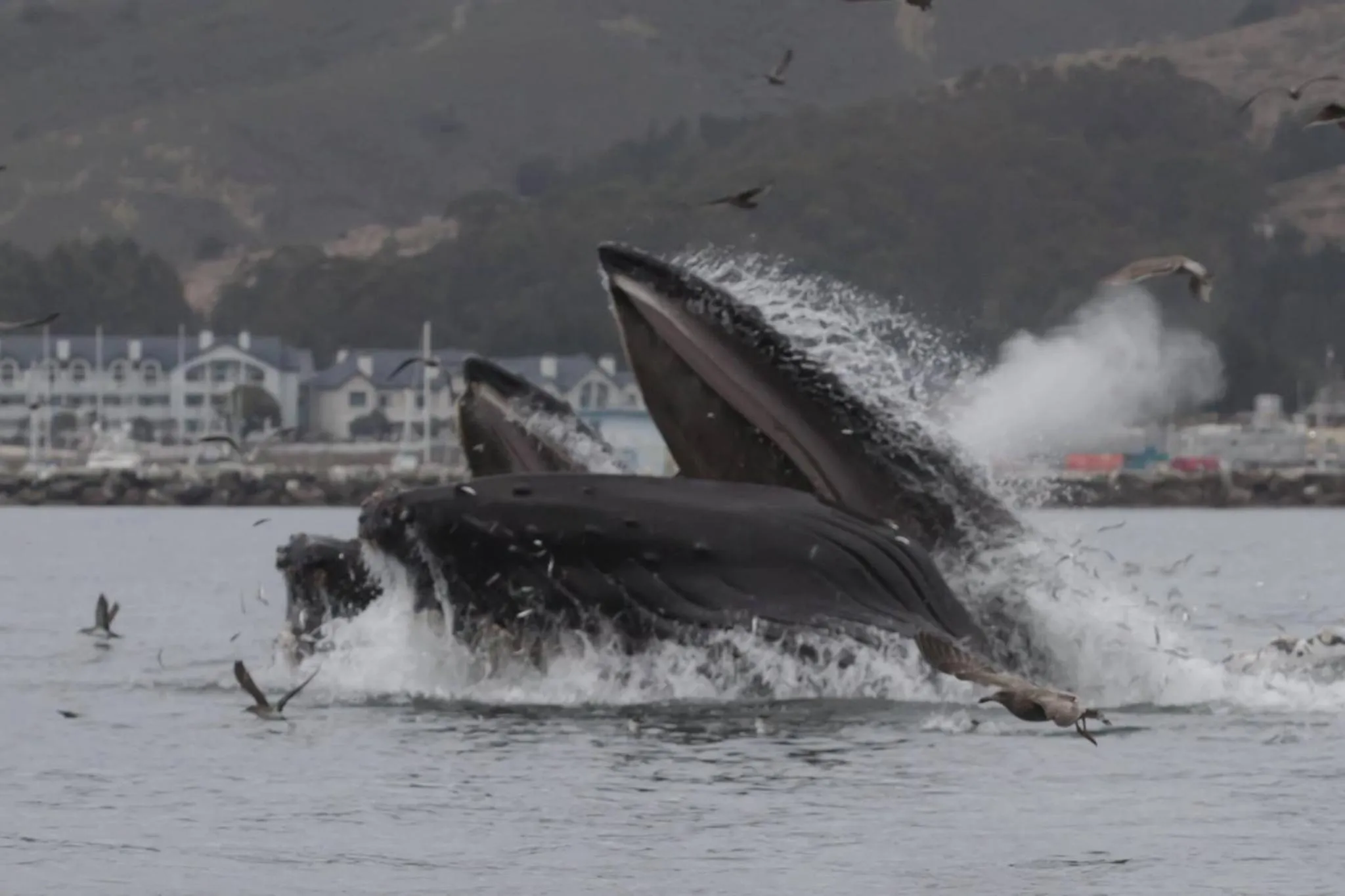 Natural landscape in Oceano Hotel and Spa Half Moon Bay Harbor