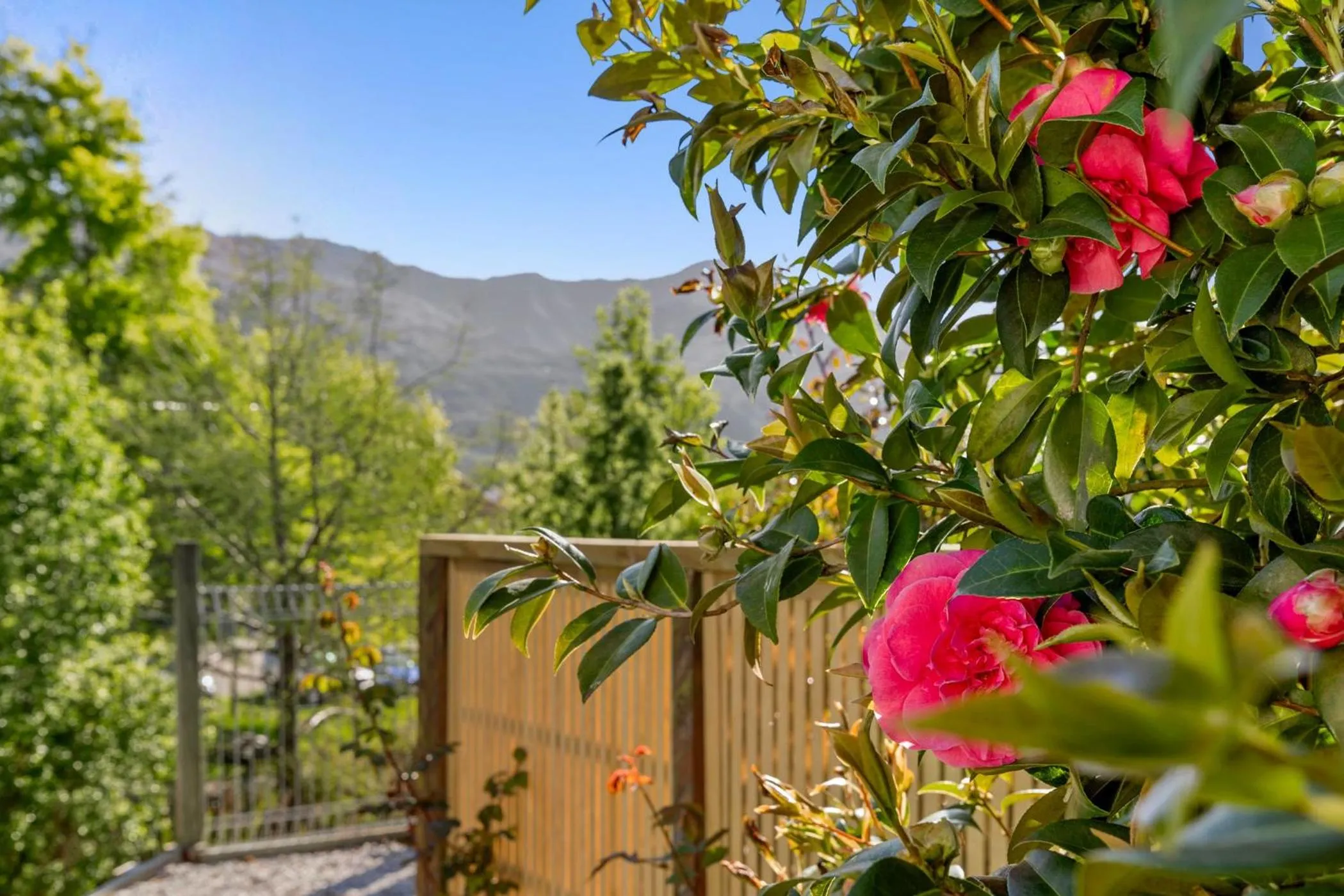 Garden in ASURE Brookvale Motel