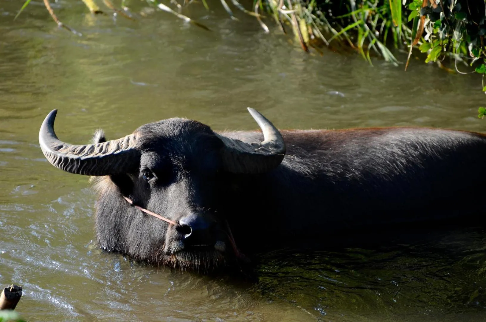 Animals in Pa Sak Tong