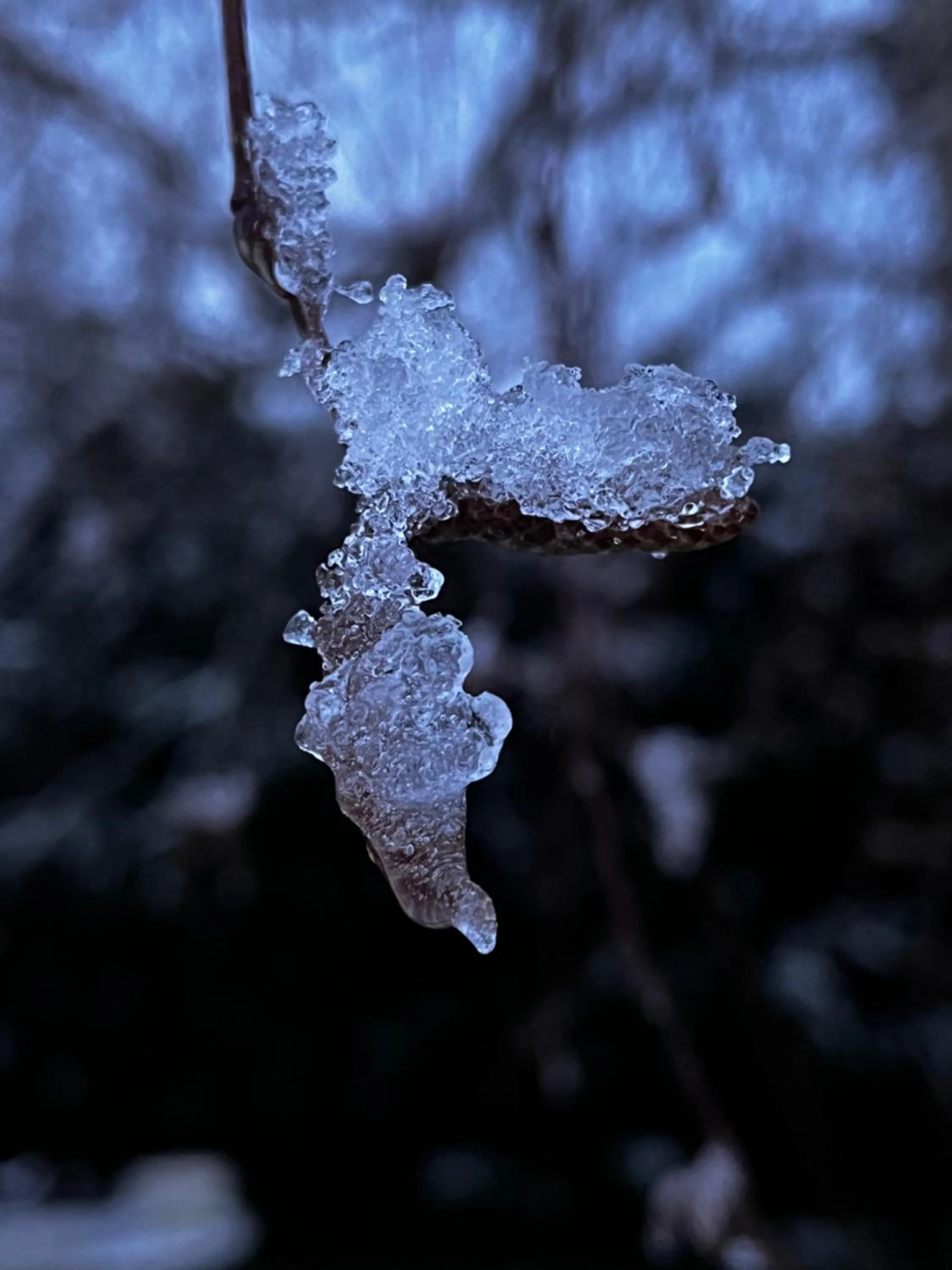 Garden in La Romance et la Romanesque