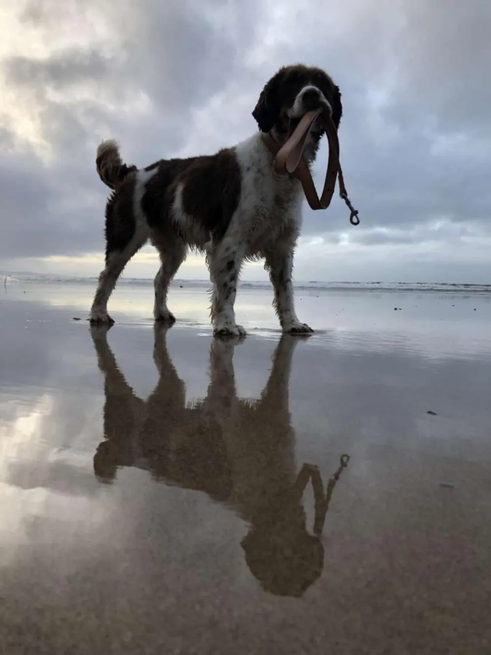 Beach in McMunns of Ballybunion