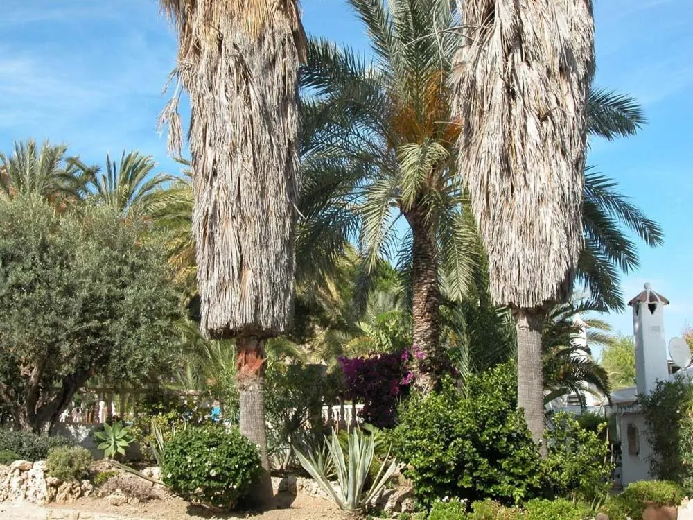 Garden in Apartamentos Oasis de las Palmeras
