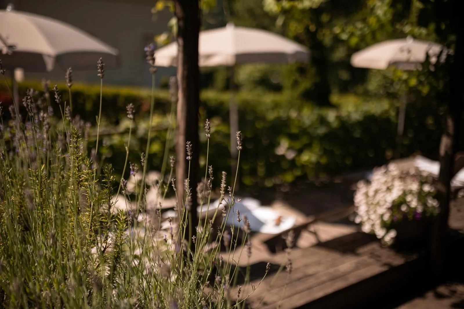 Garden in Vitalpina Hotel Schulerhof