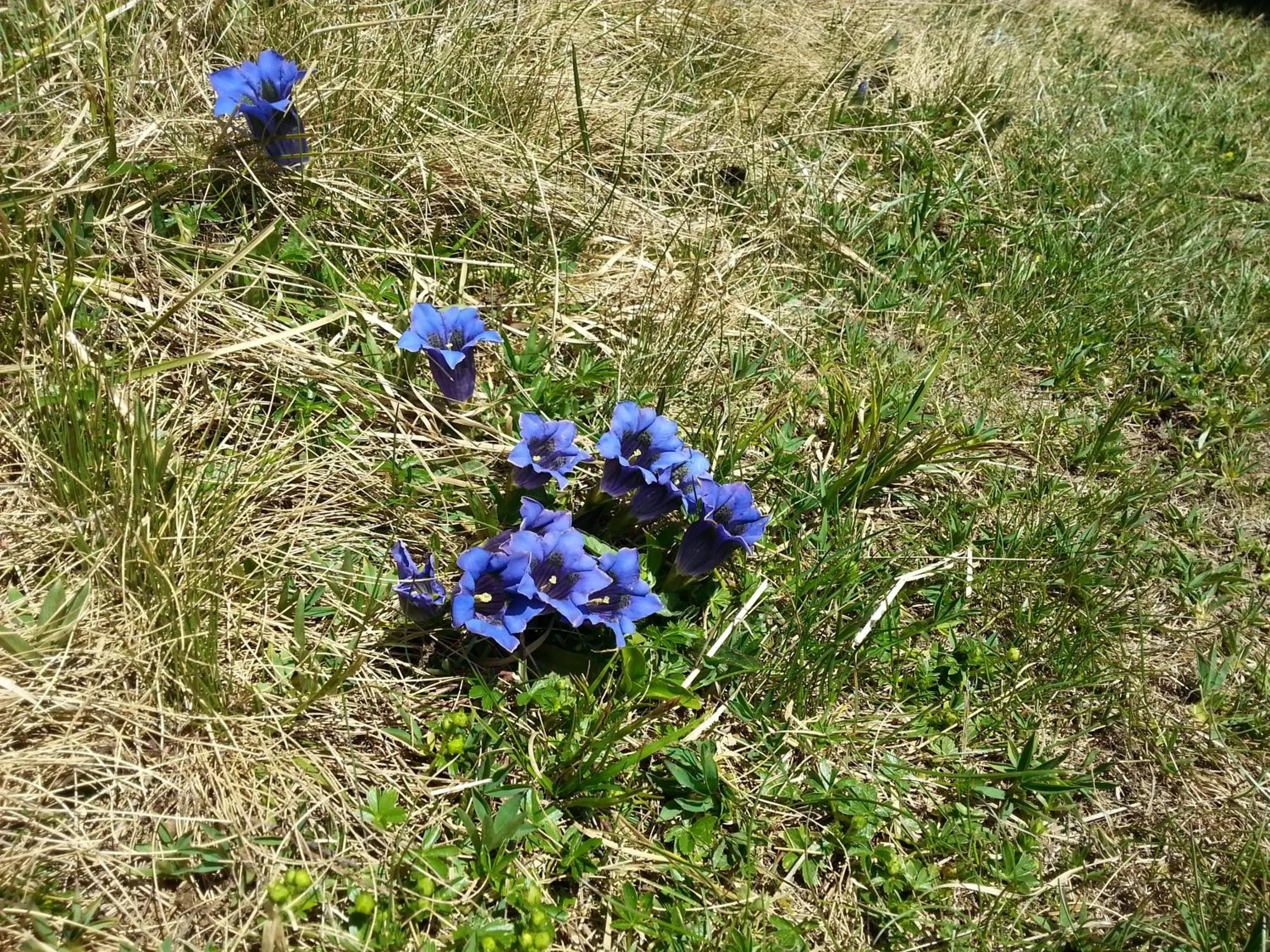 Off site in Wirtshaushotel Alpenrose