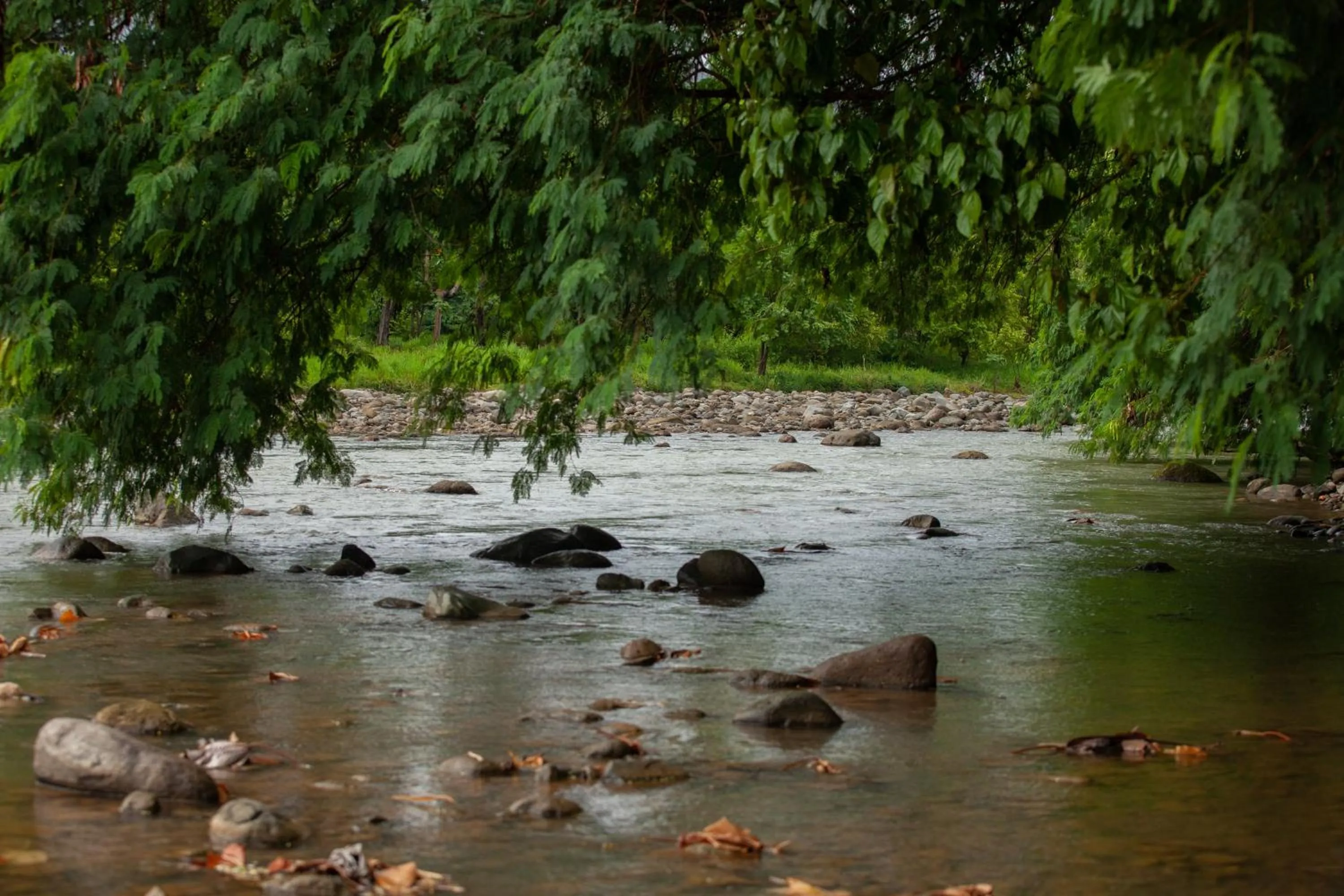 Natural landscape in Bungalows Ballena