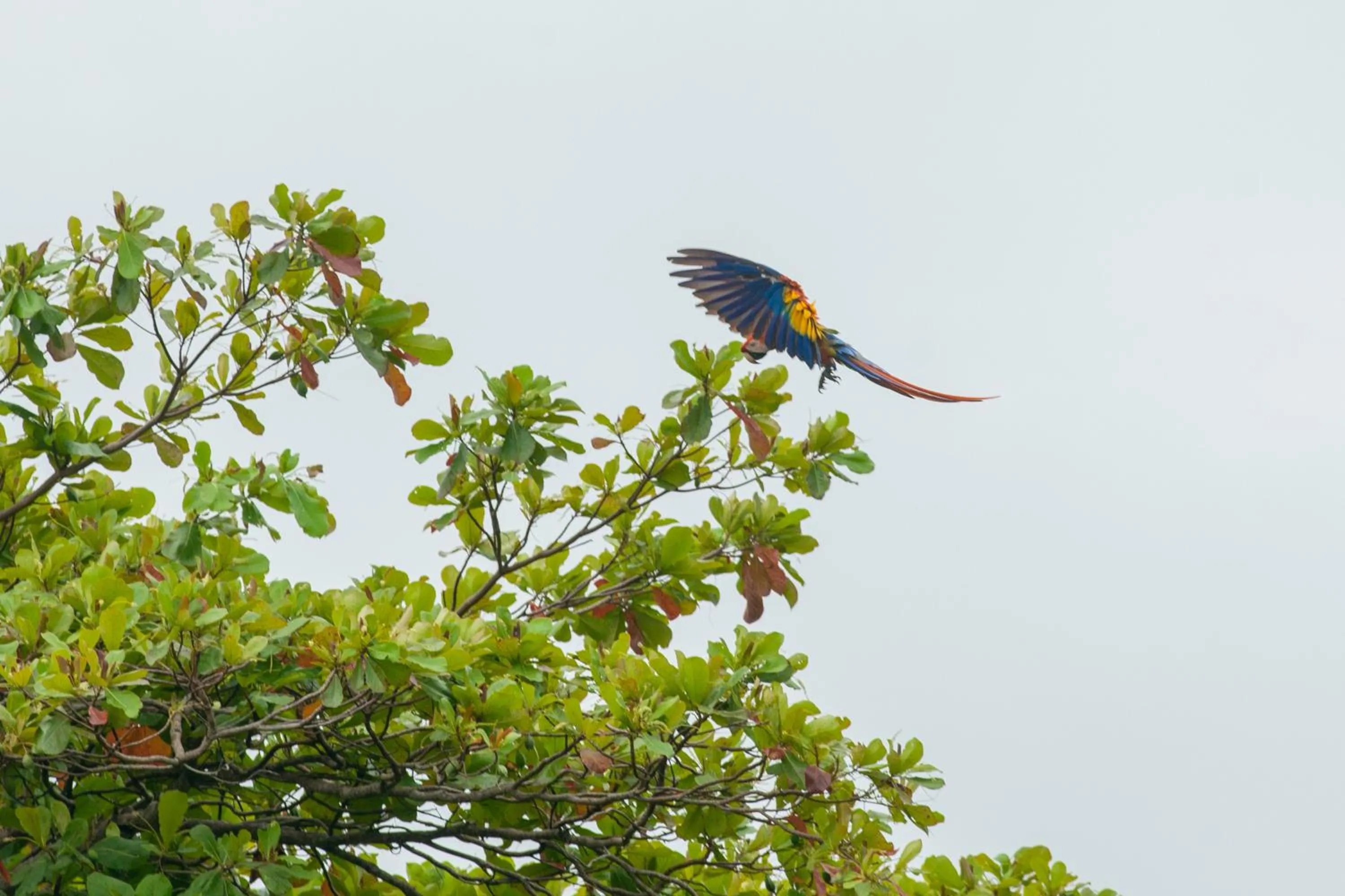 Garden view in Bungalows Ballena