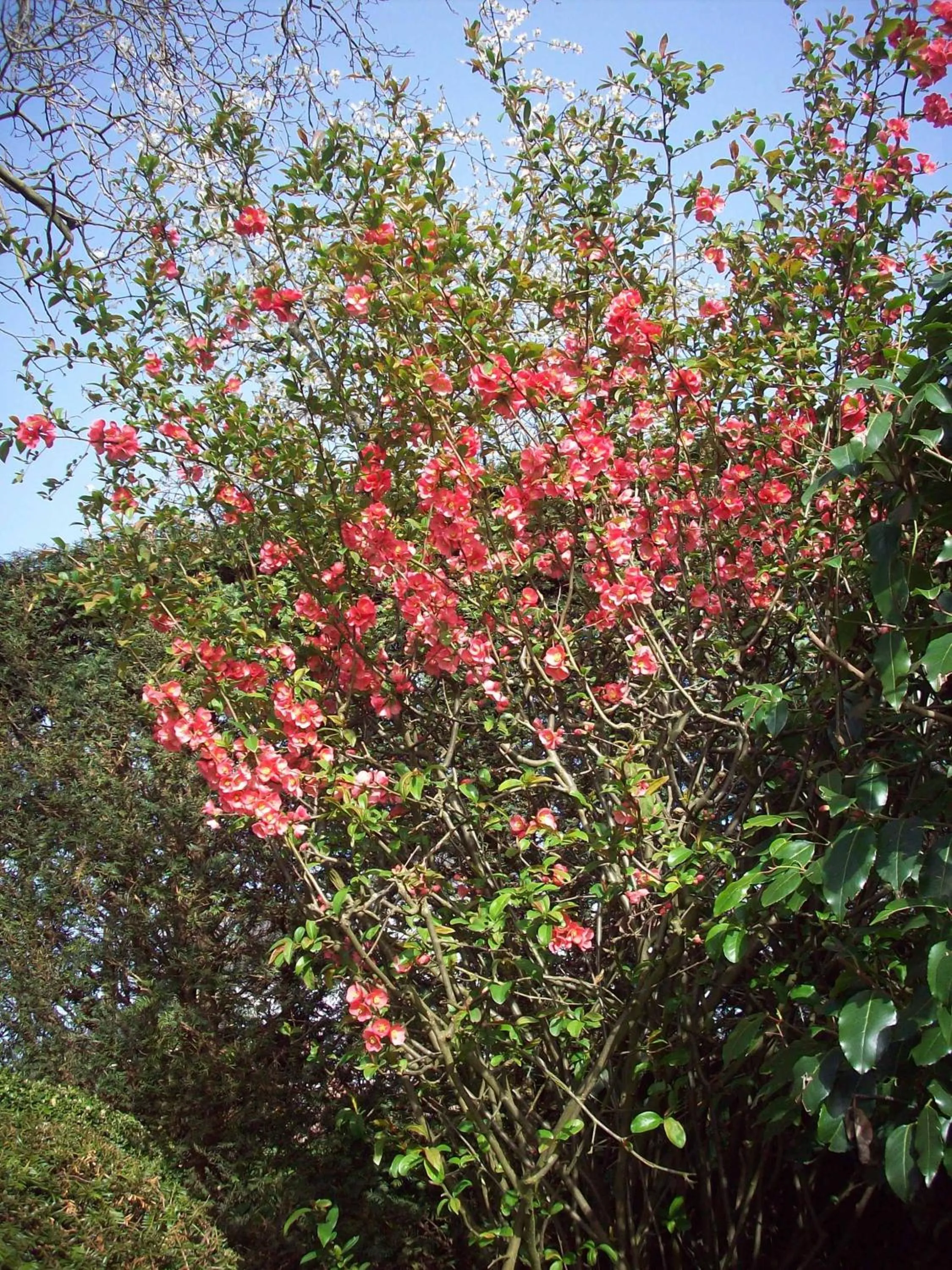 Garden in B&B La Buissonniere