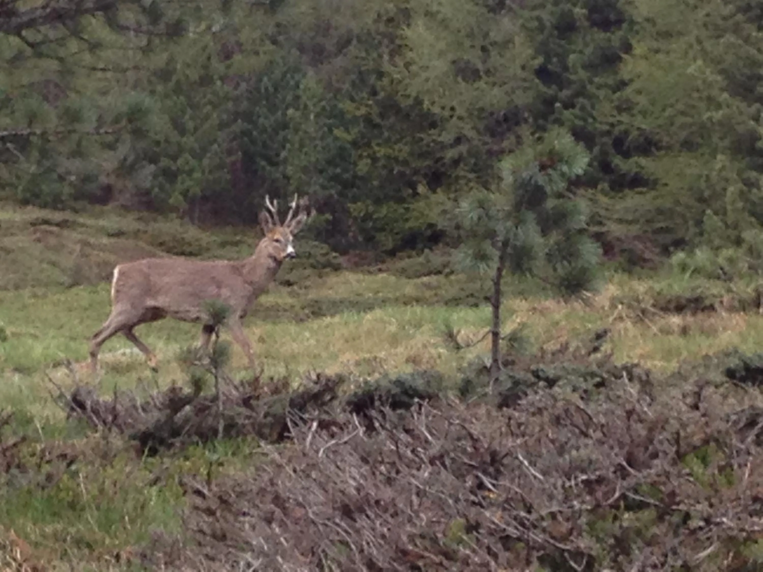 Animals in Chalet Bucaneve