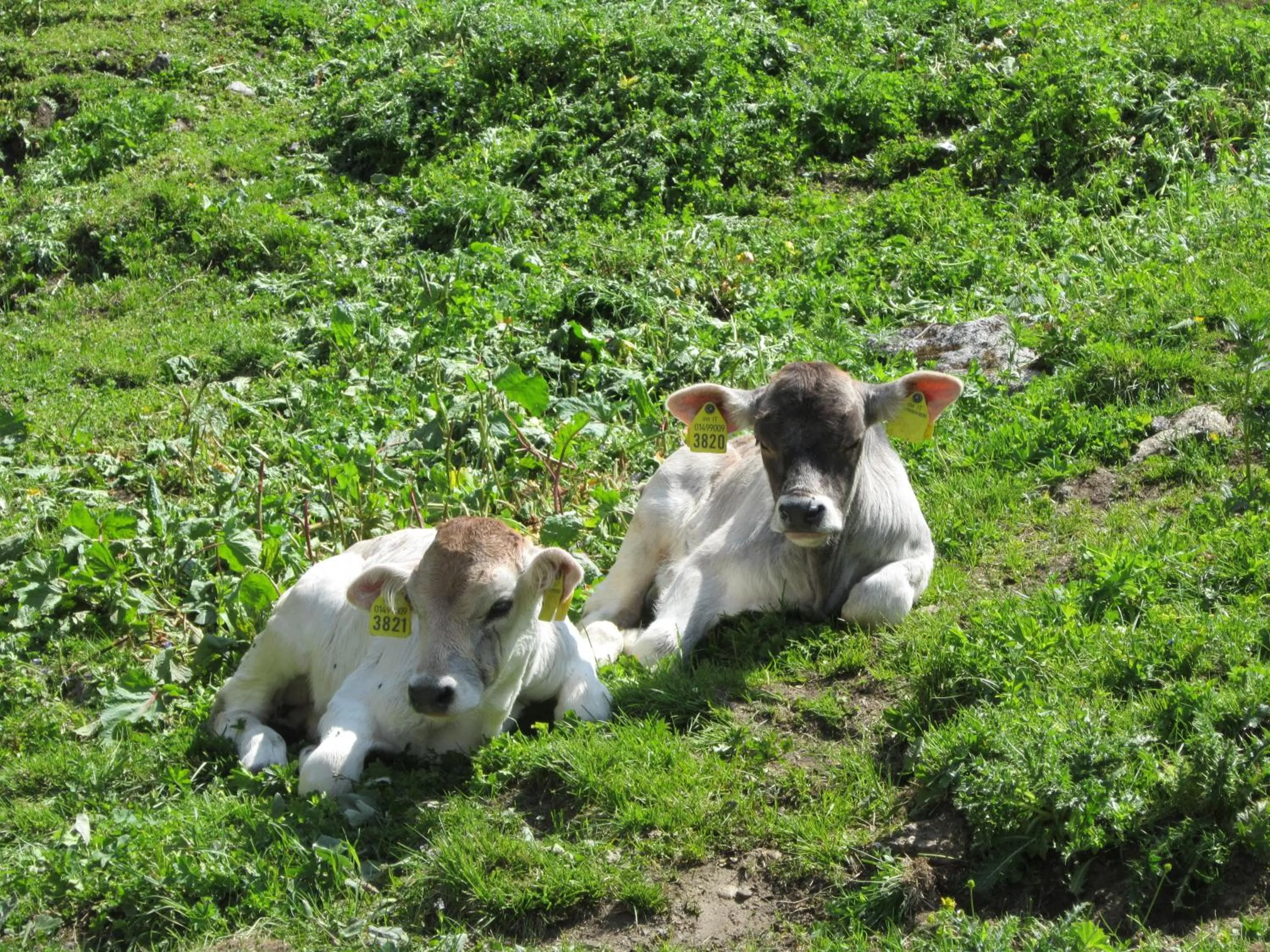 Pets in Chalet Bucaneve