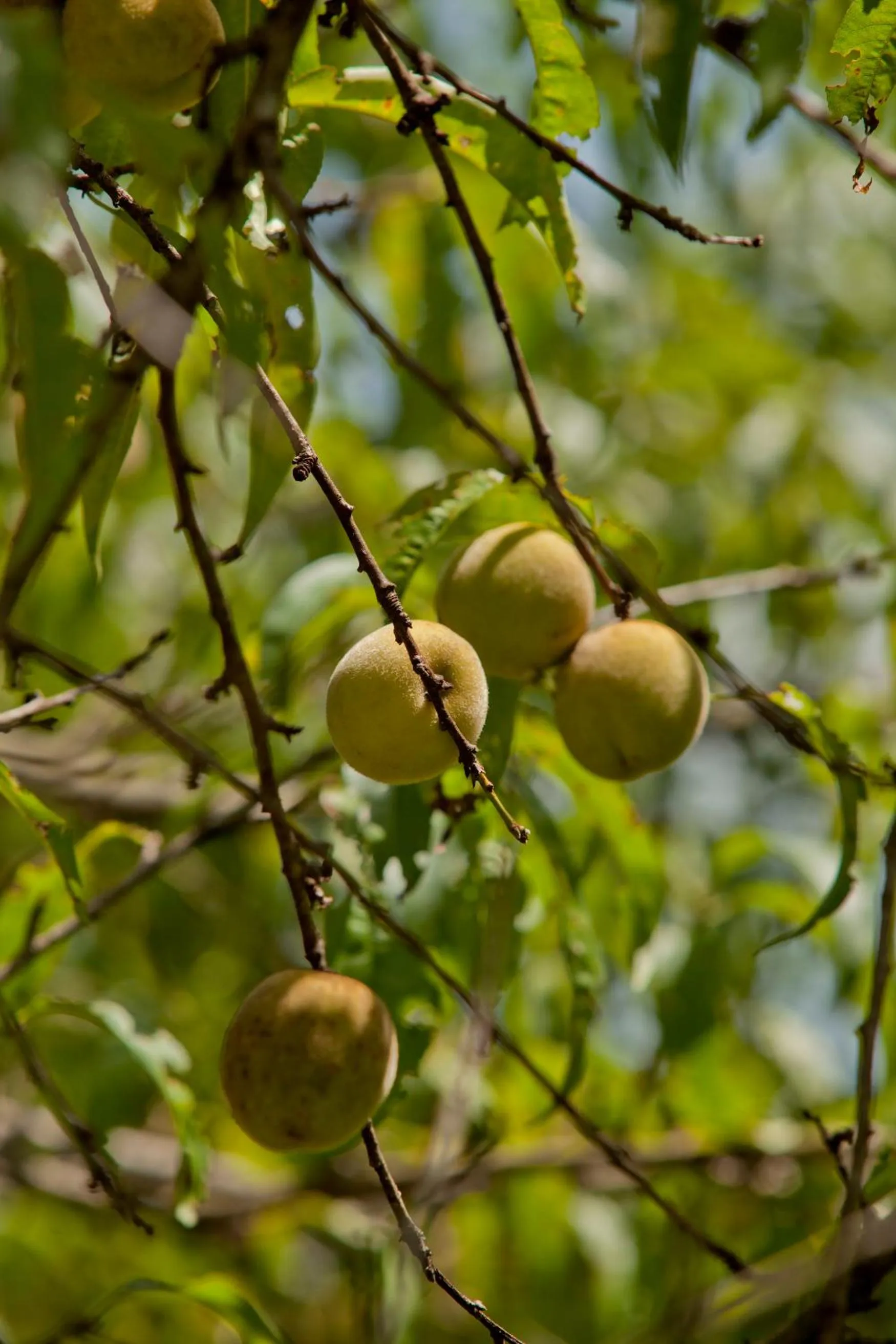 Garden view in Brenda Lee History 4BR Retreat Pool Hot Tub