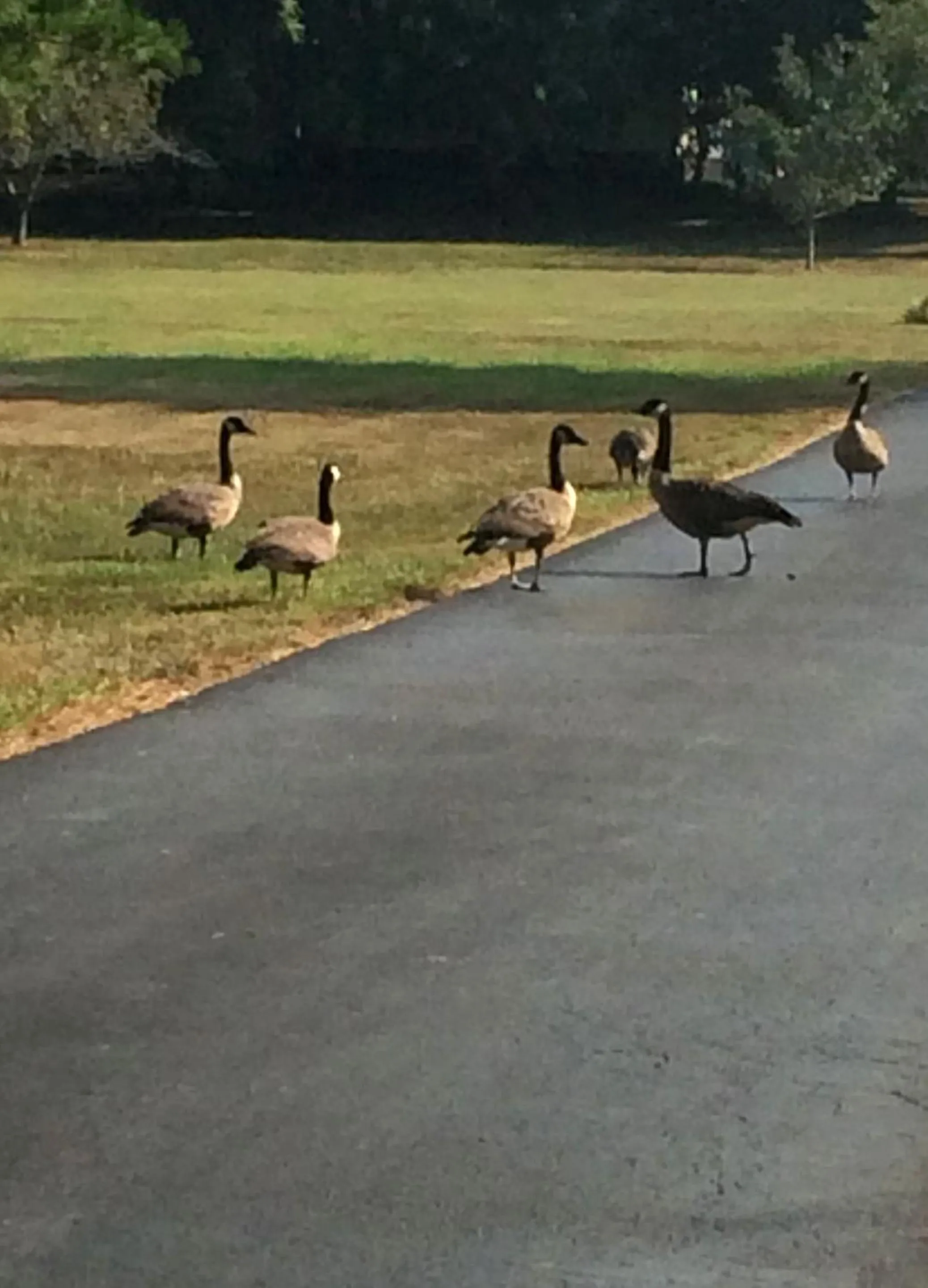 Animals in Brenda Lee History 4BR Retreat Pool Hot Tub