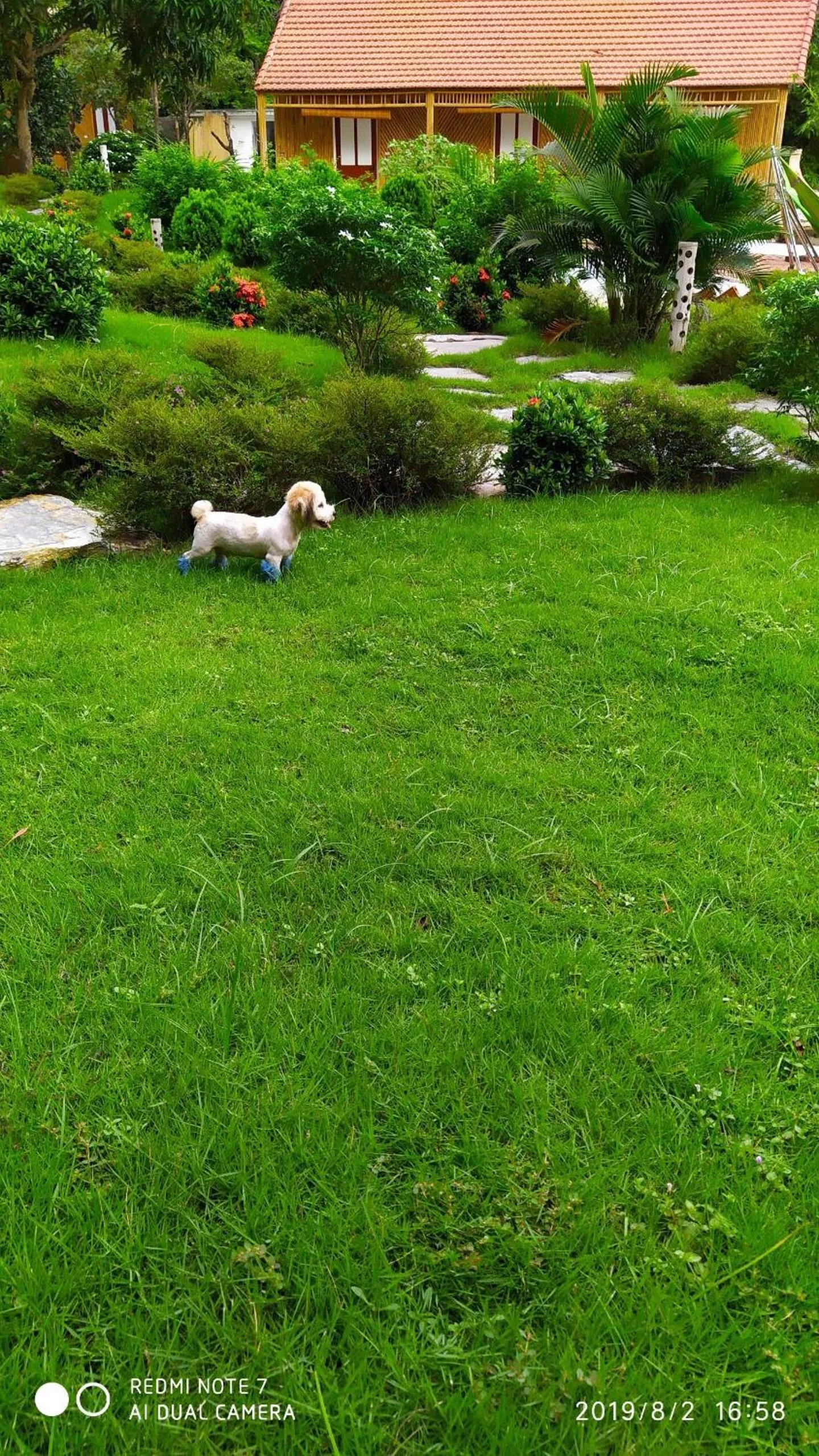 Garden in Green Mountain Homestay
