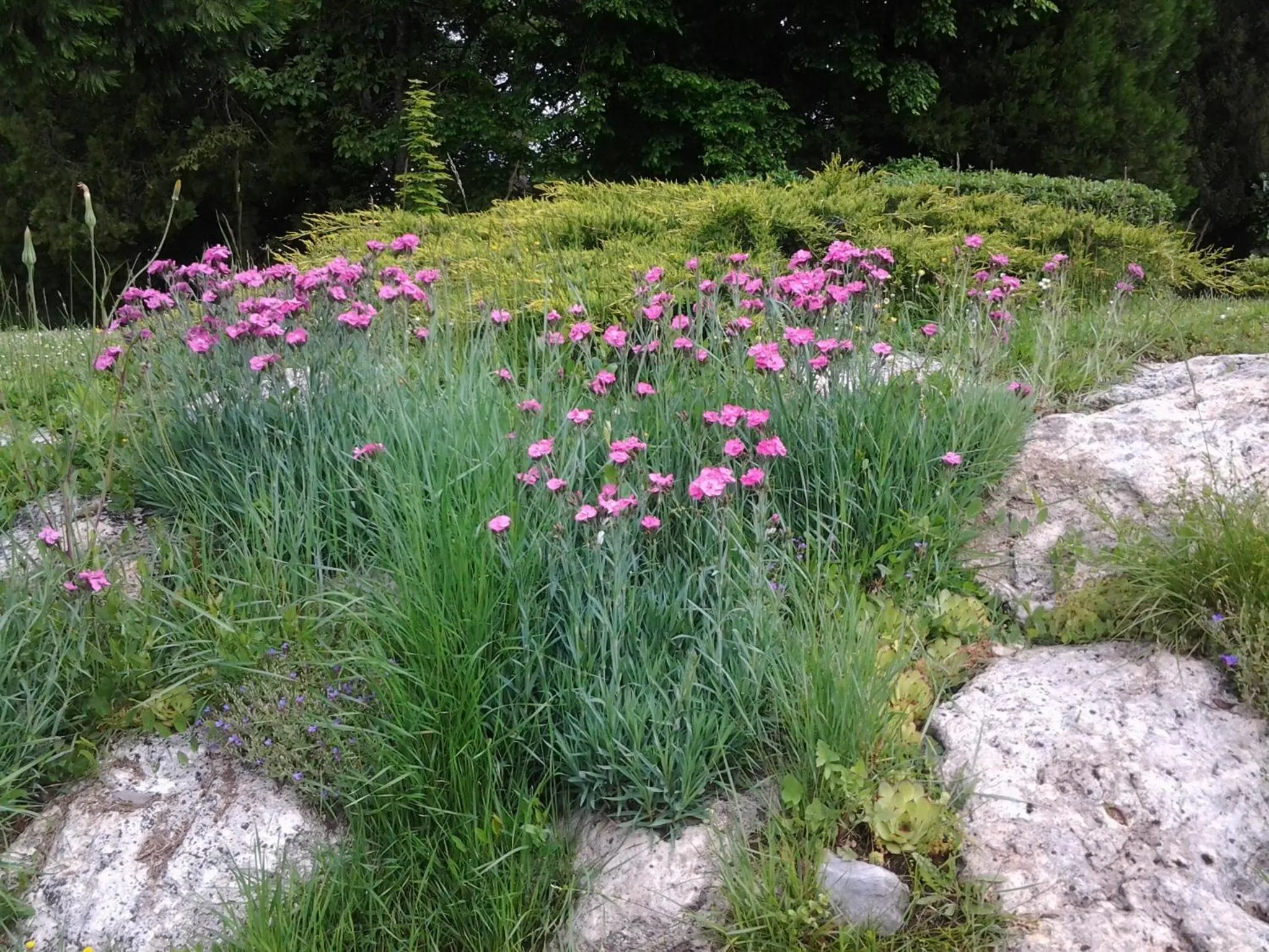 Garden in La Renaudière