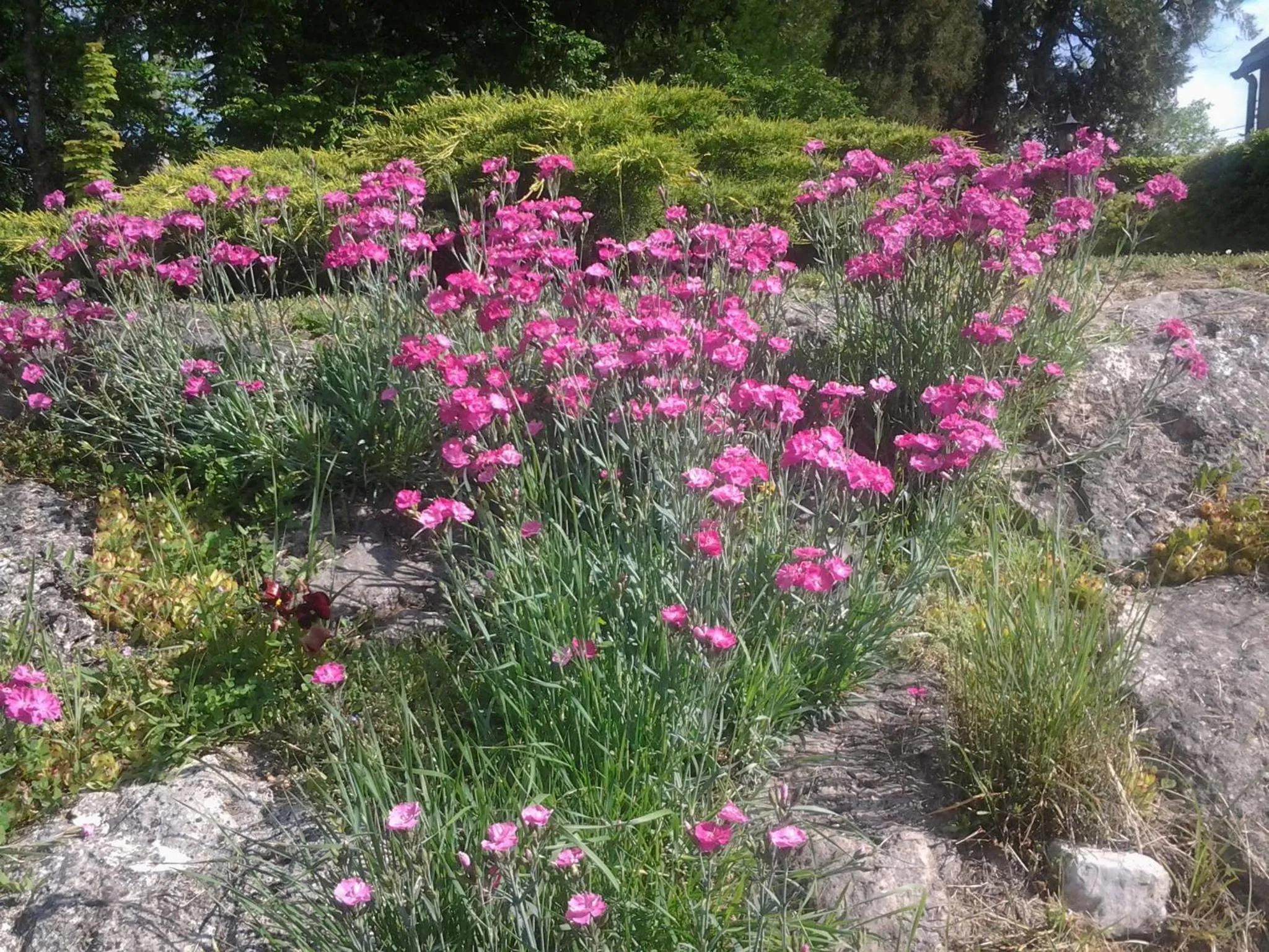 Garden in La Renaudière