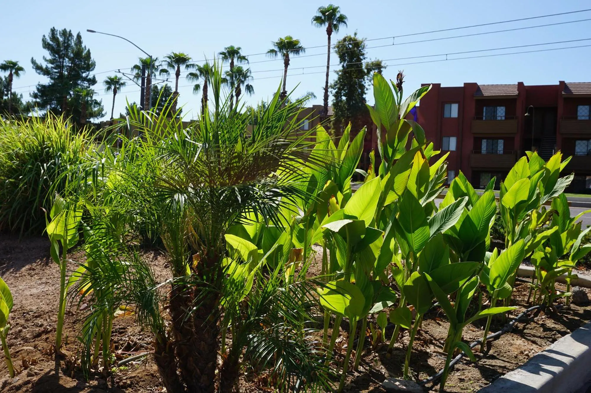 Garden view in Mesa Oasis Inn & Motel