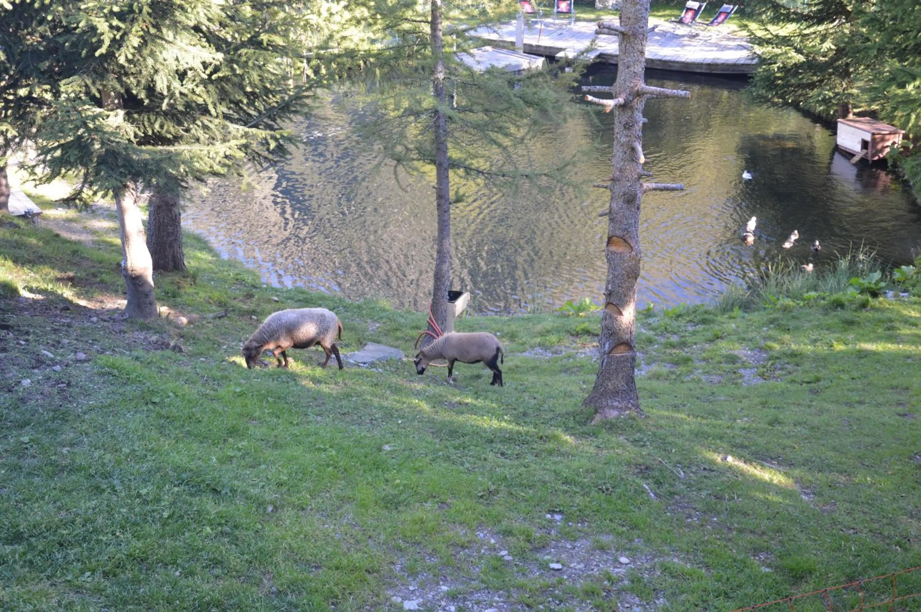 Fishing in Alpinhotel Monte Superior - Silvretta Card Premium Betrieb