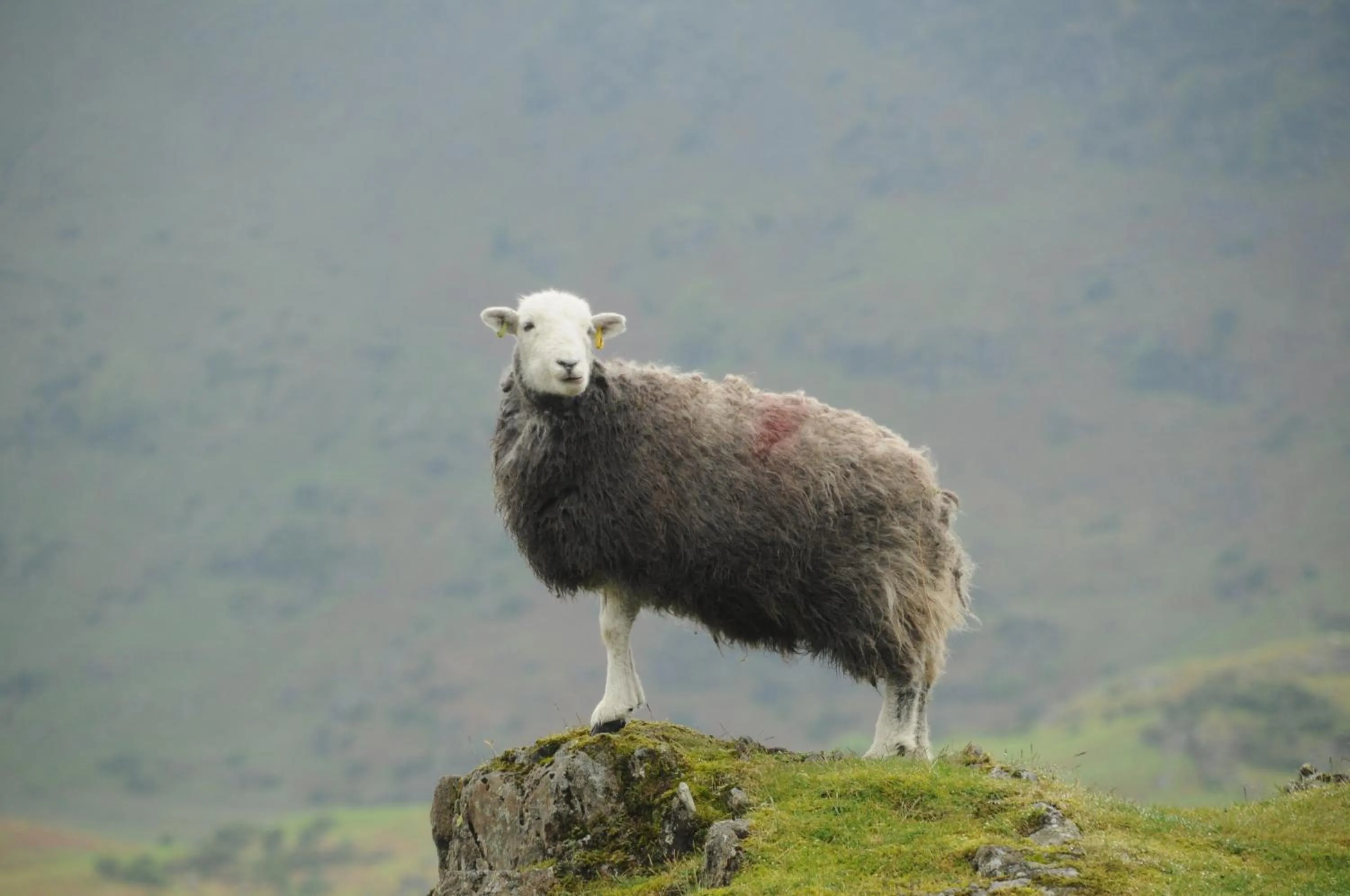Animals in Haisthorpe Guest House