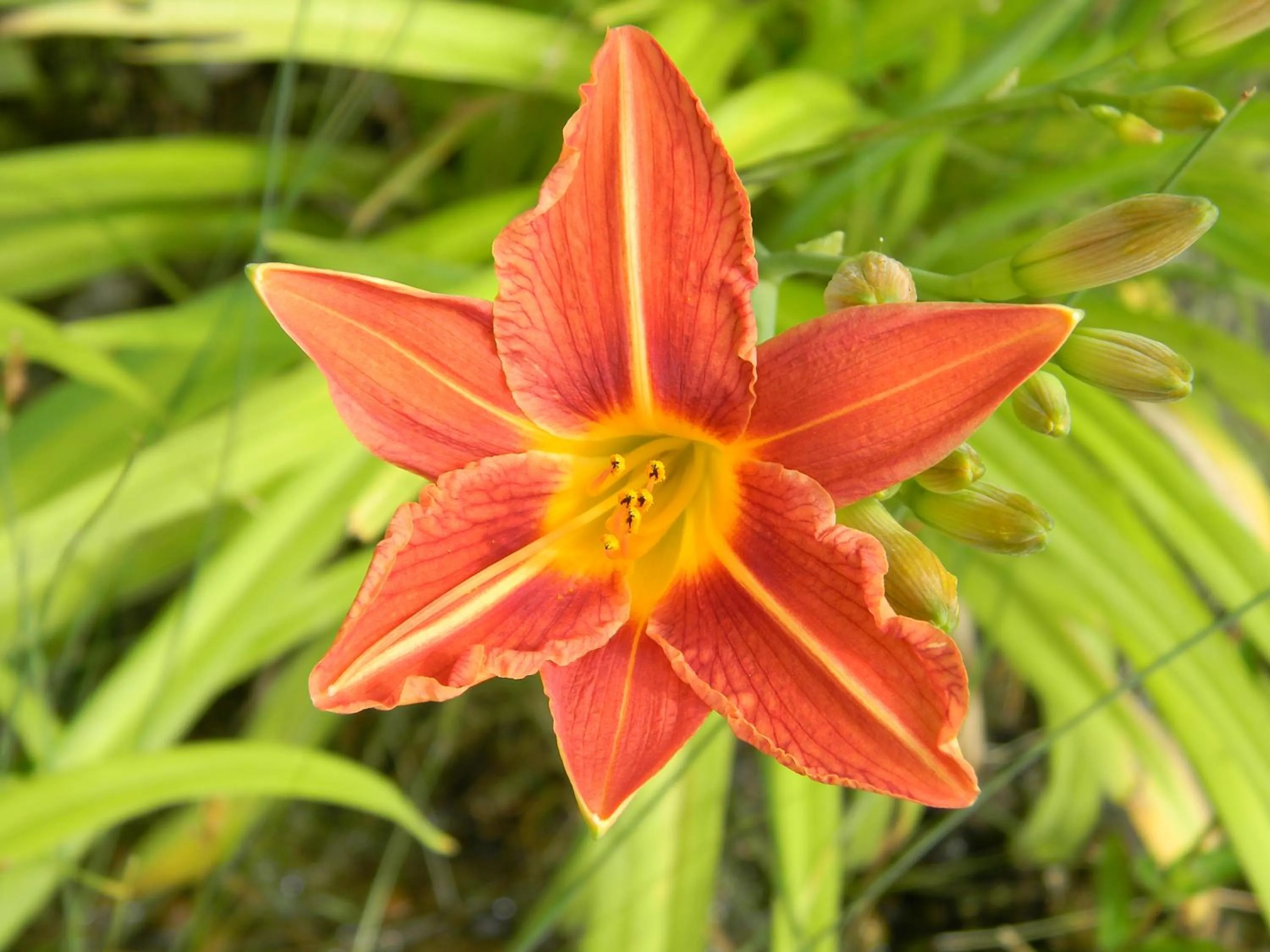 Garden in Oase Berta
