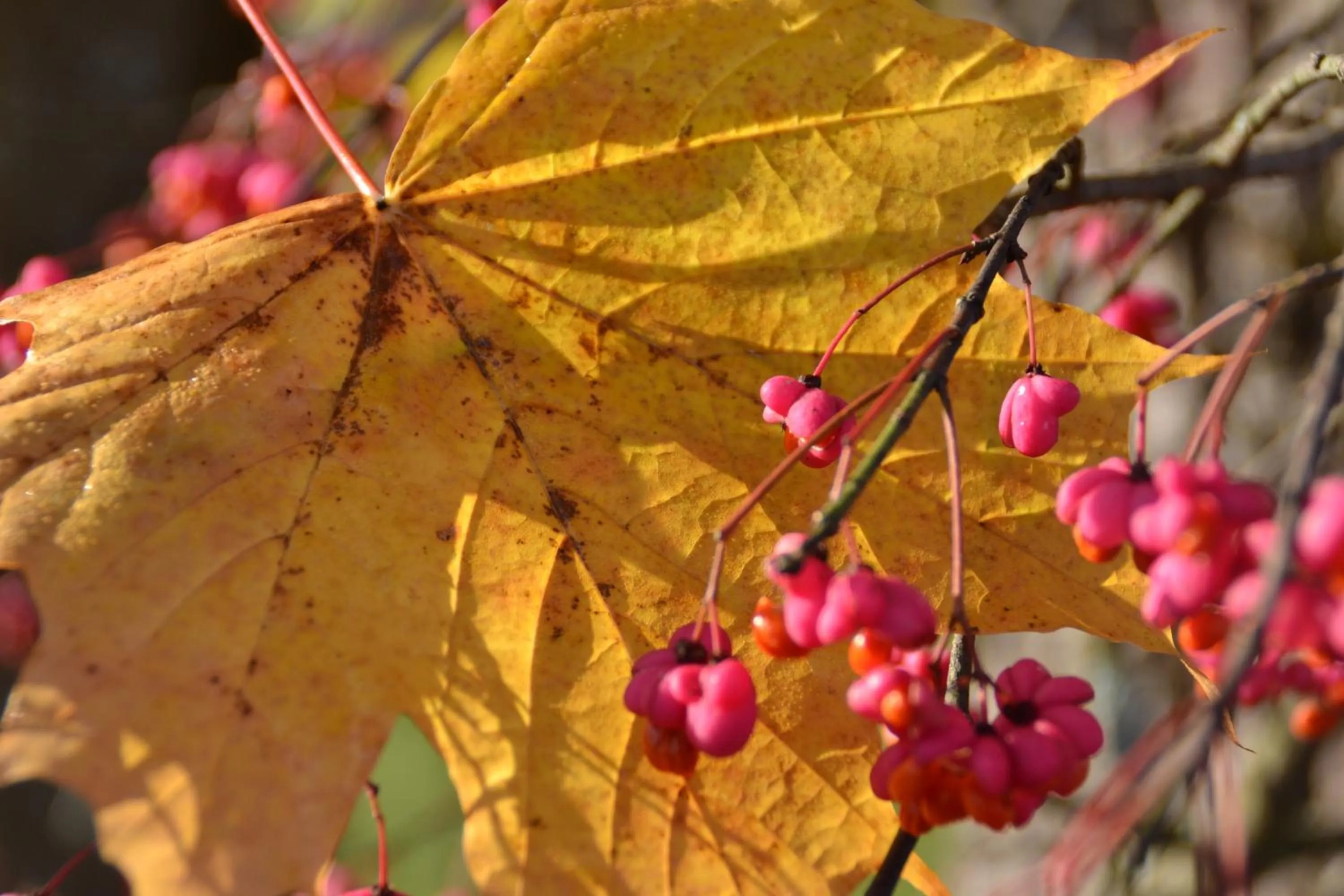 Garden in Oase Berta